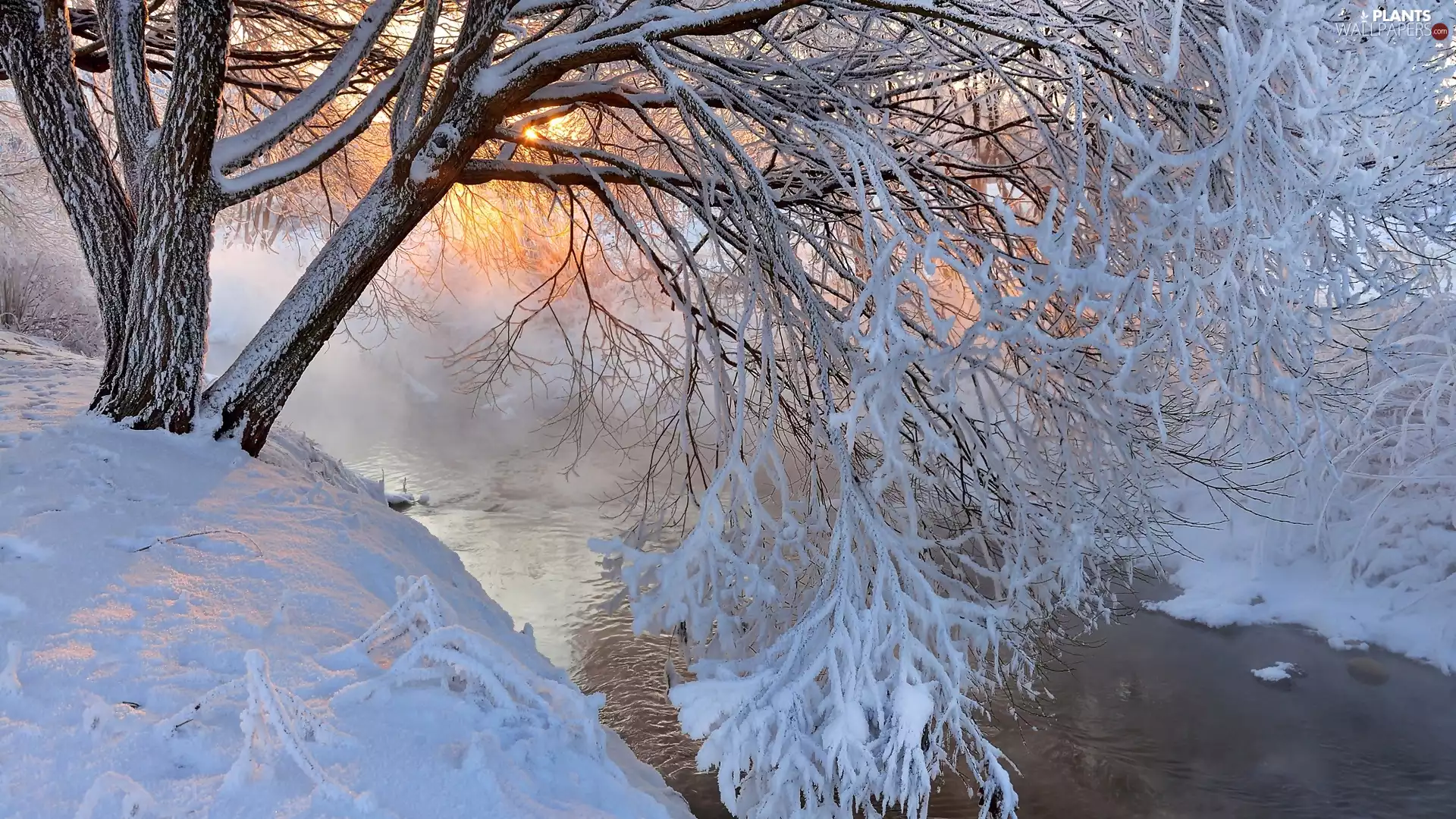 trees, winter, River