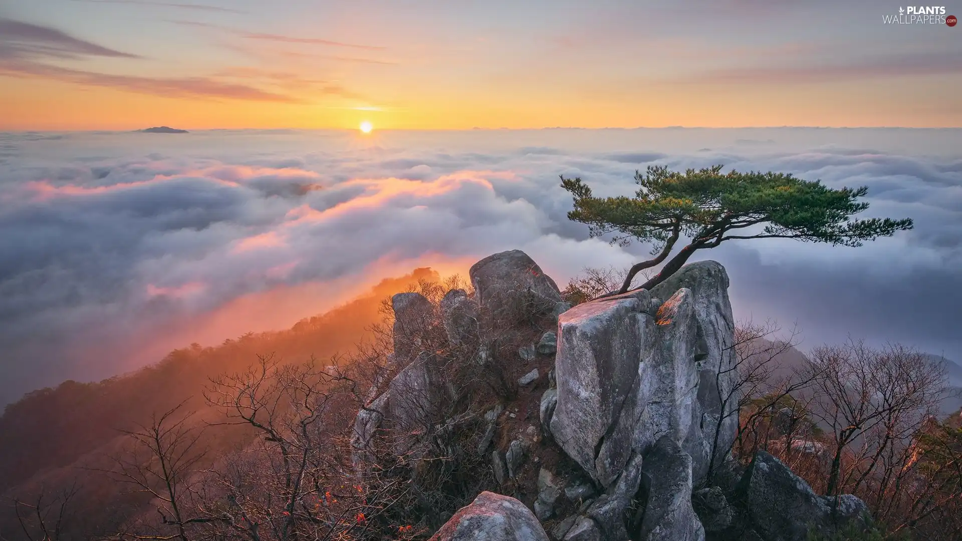 Fog, clouds, rocks, Plants, pine, Mountains, Sunrise, trees