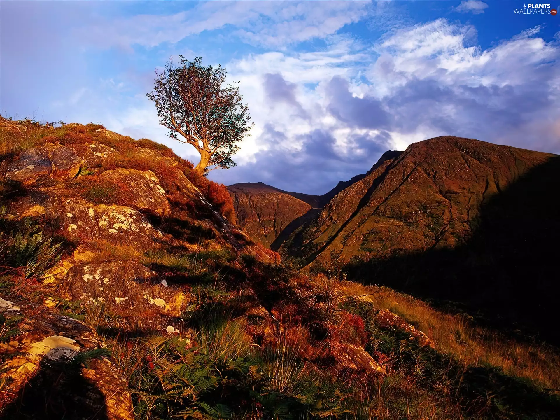 trees, clouds, rocks