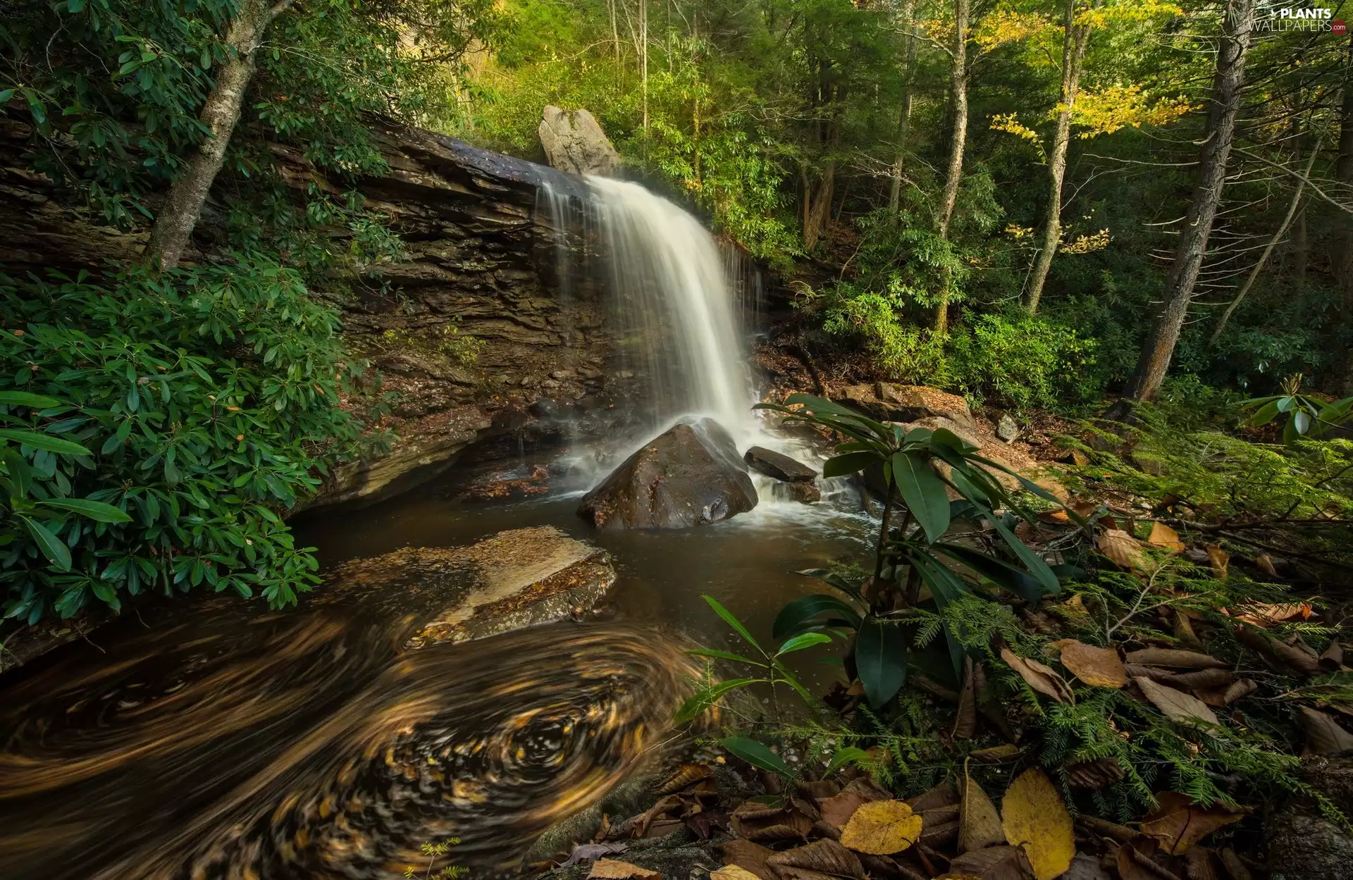 viewes, forest, rocks, trees, waterfall, Stones, Leaf