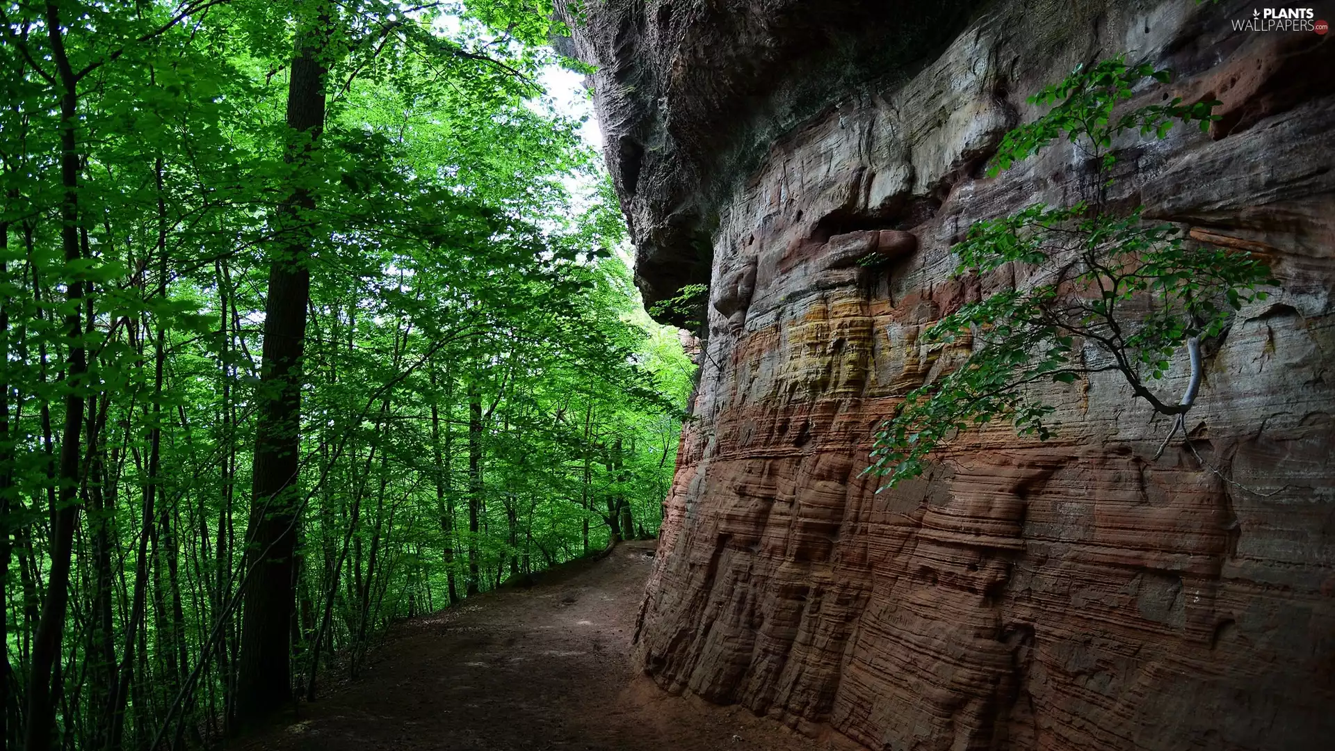 rocks, viewes, Path, trees