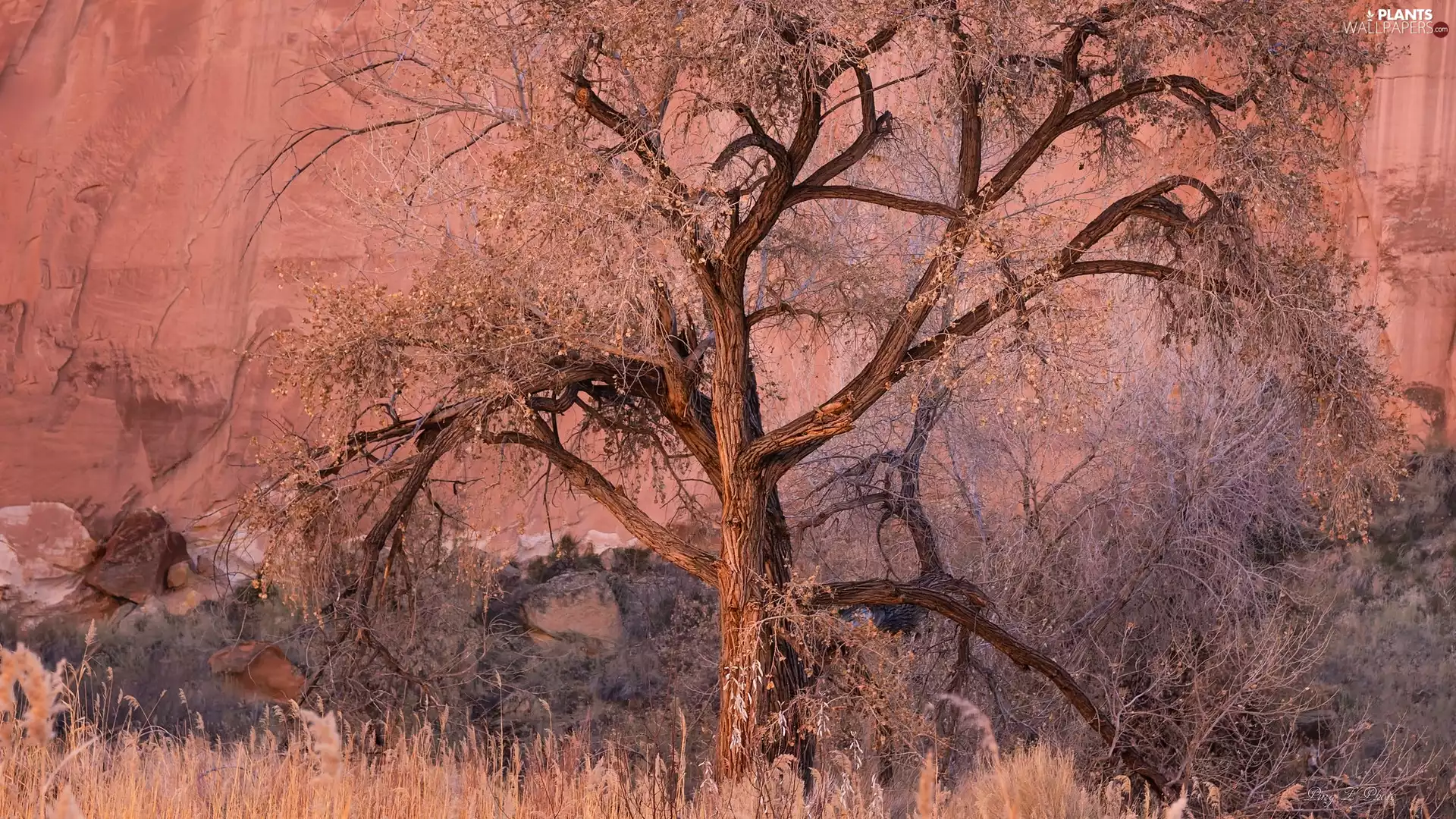 Rocks, dry, Plants, trees