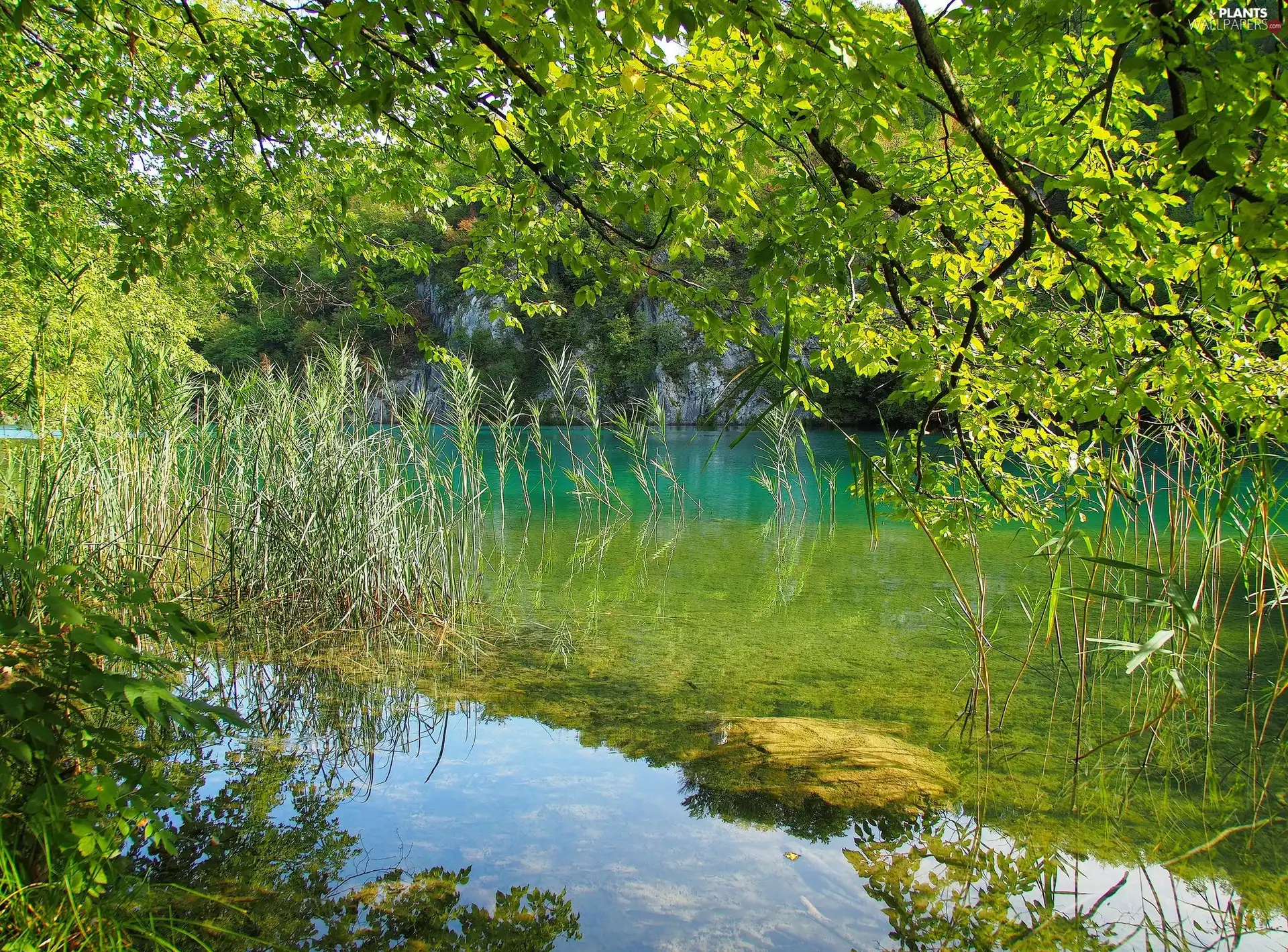 cane, River, rocks, trees, water, branch pics