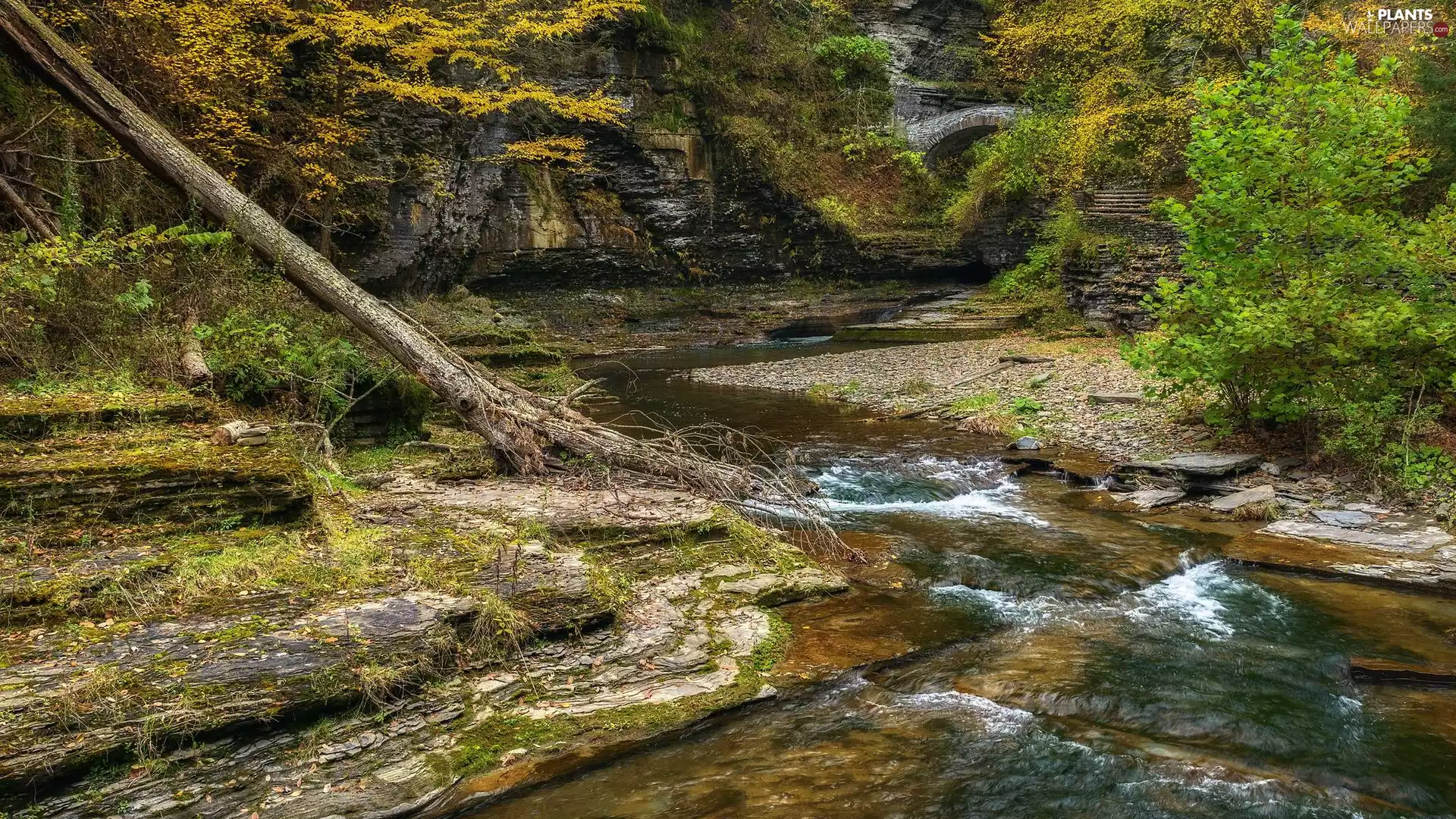 fallen, trees, rocks, Plants, River