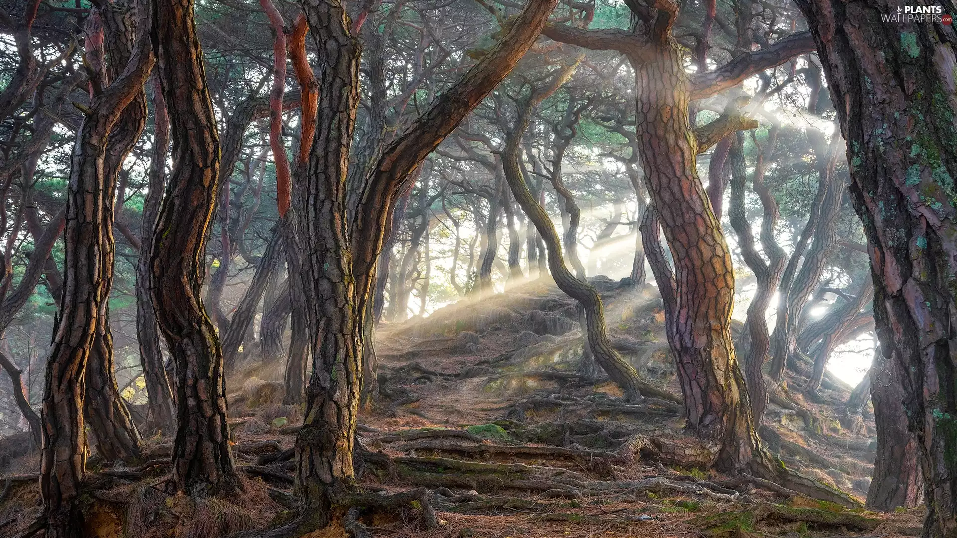 trees, light breaking through sky, Stems, roots, viewes, Hill