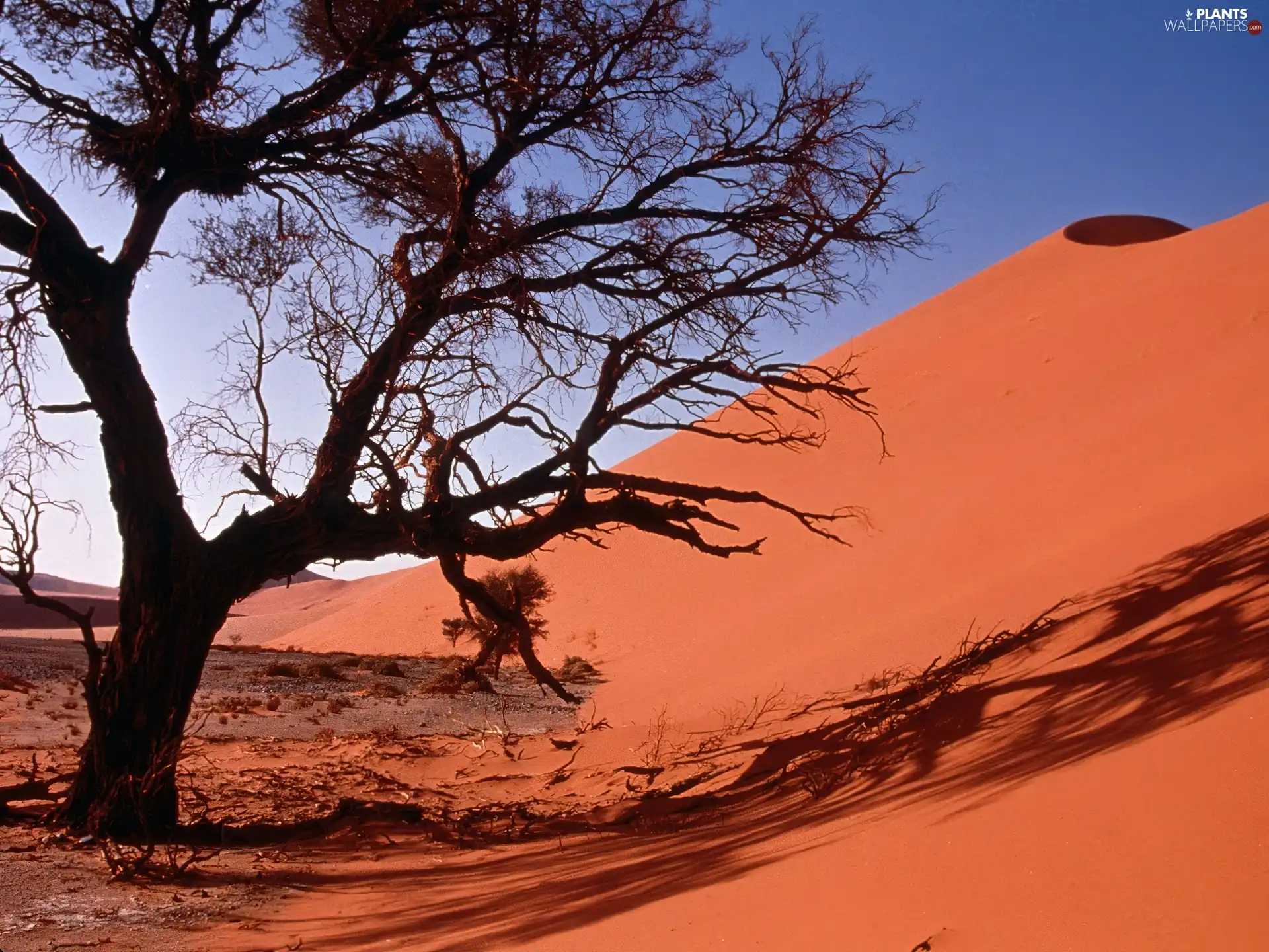 Desert, Sand Dunes, trees