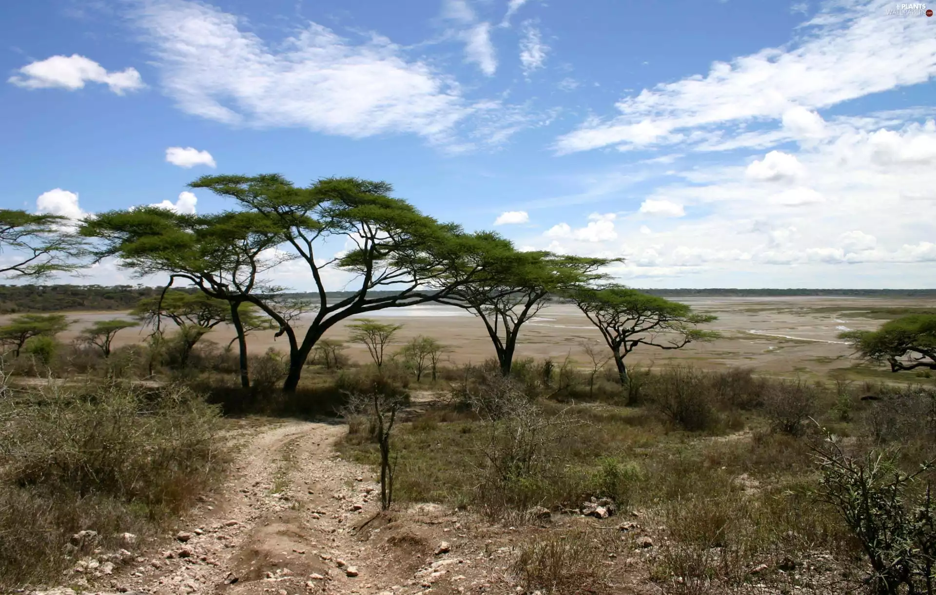 savanna, viewes, acacia, trees