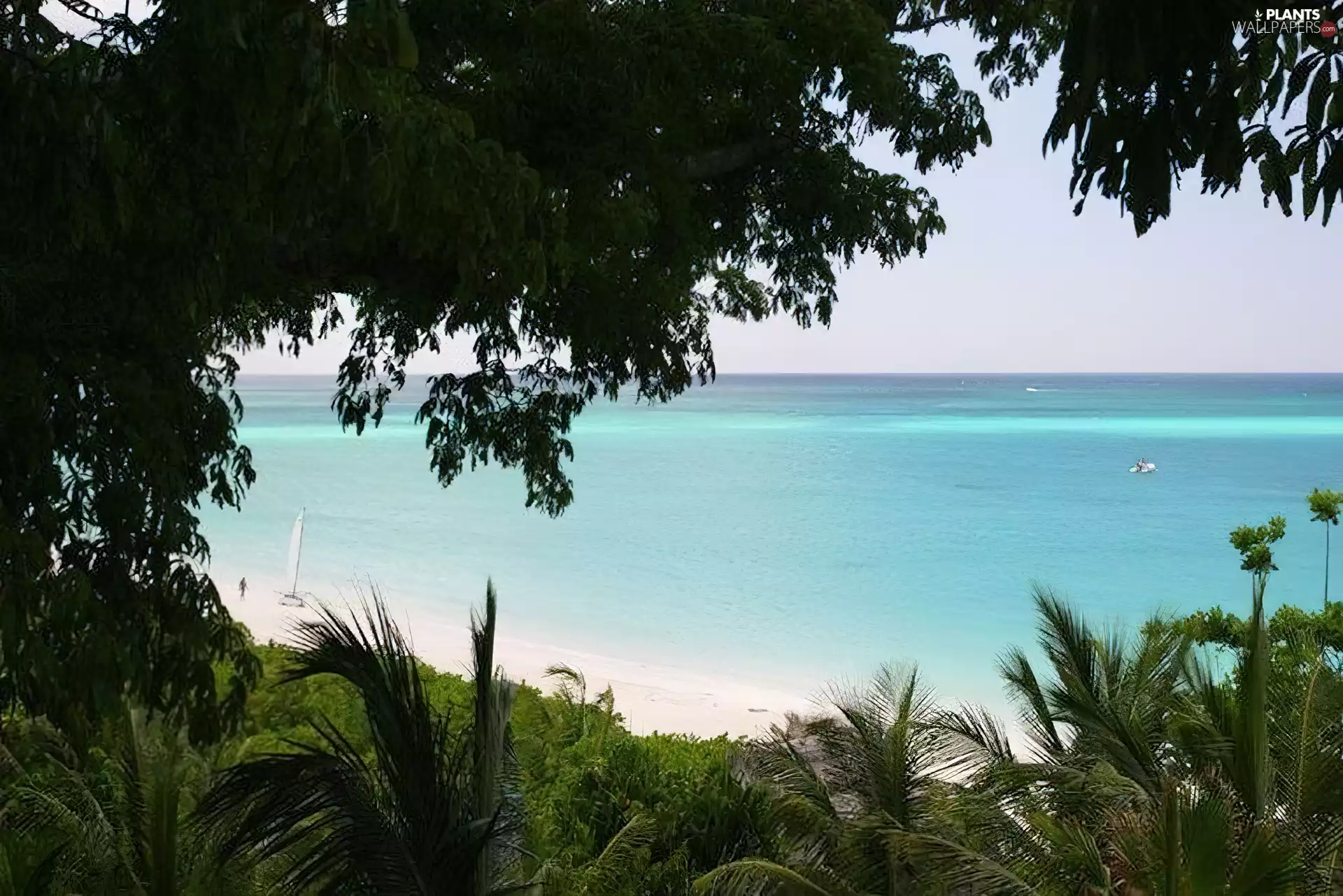 sea, viewes, Beaches, trees