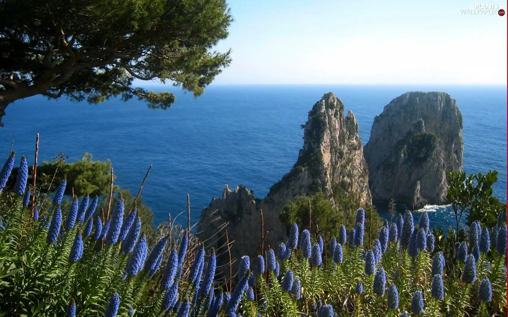 sea, Flowers, trees, rocks