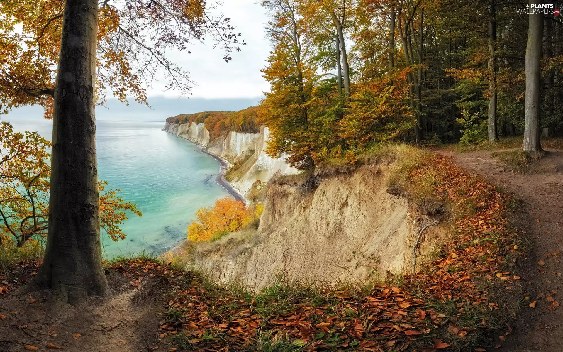 viewes, forest, sea, trees, autumn, Path, cliff