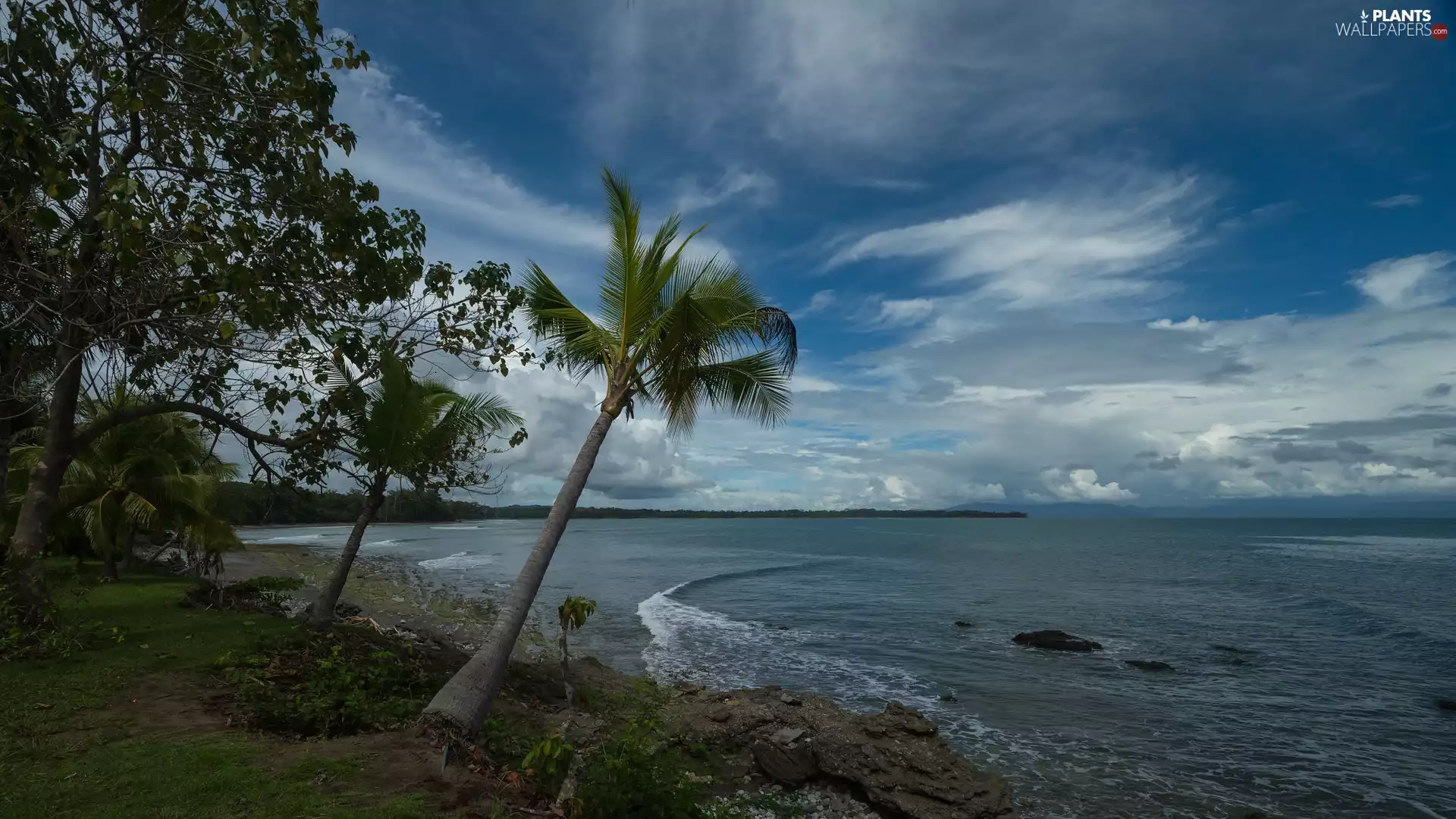 sea, viewes, Palms, trees