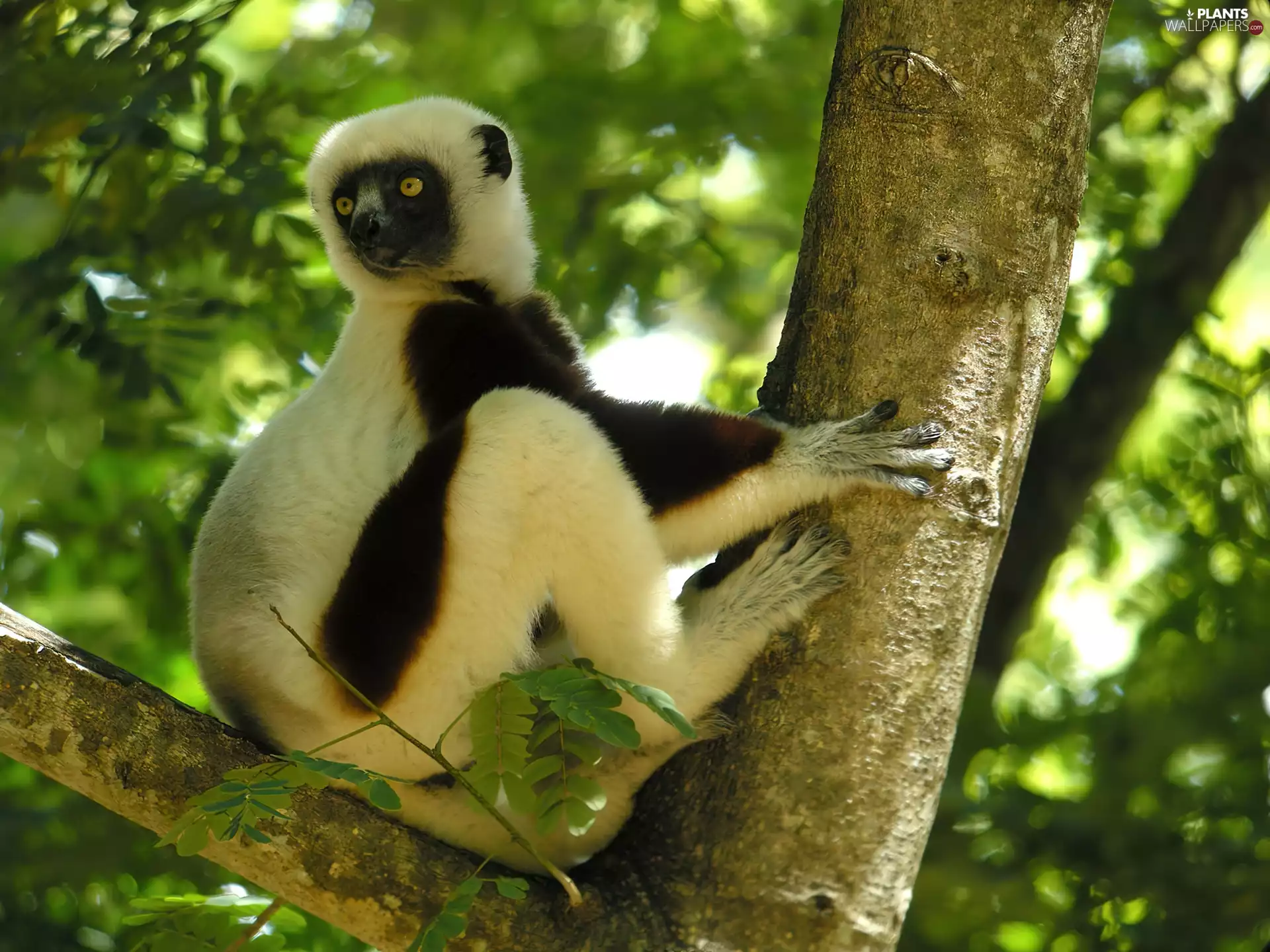 trees, lemur, sifaka