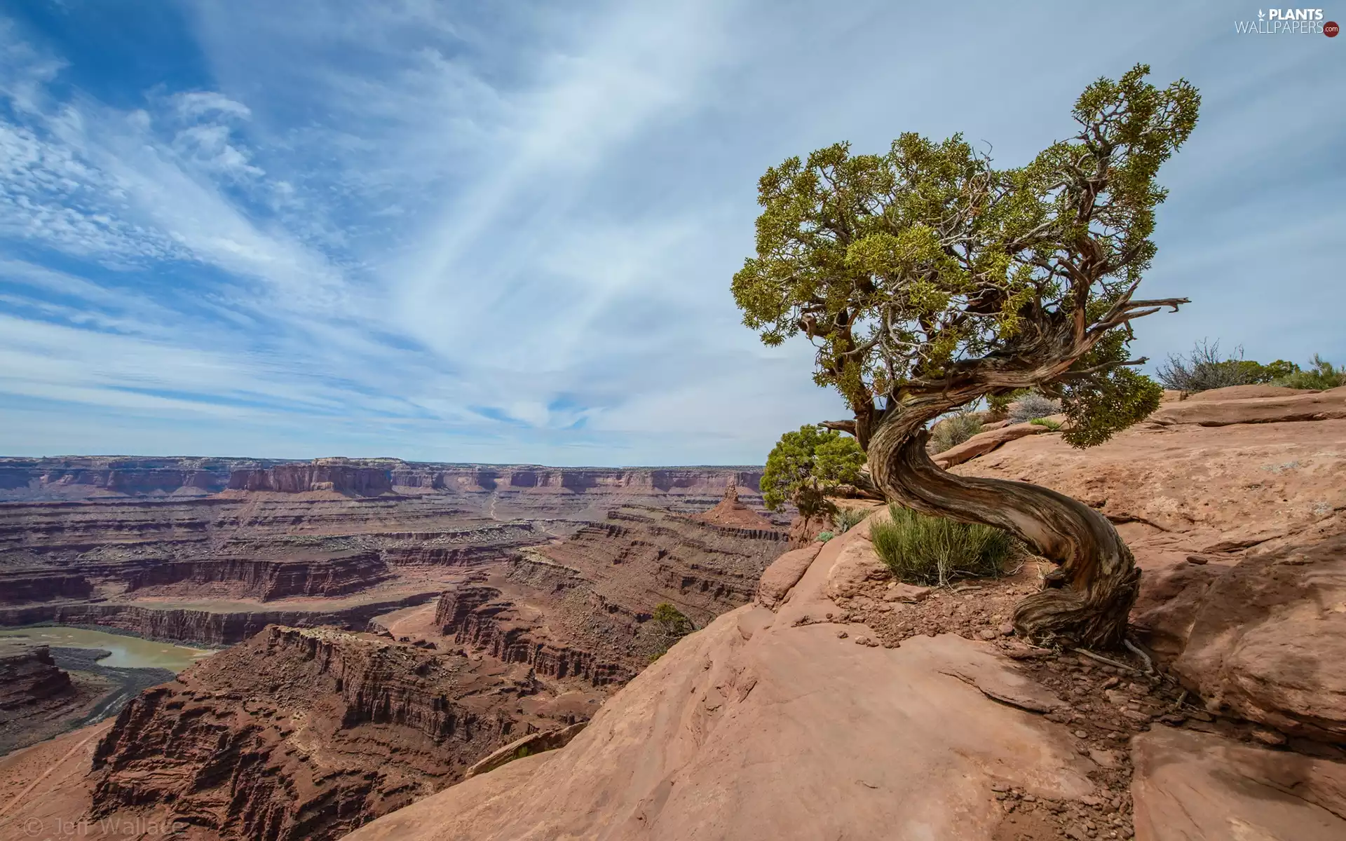 trees, canyon, Sky