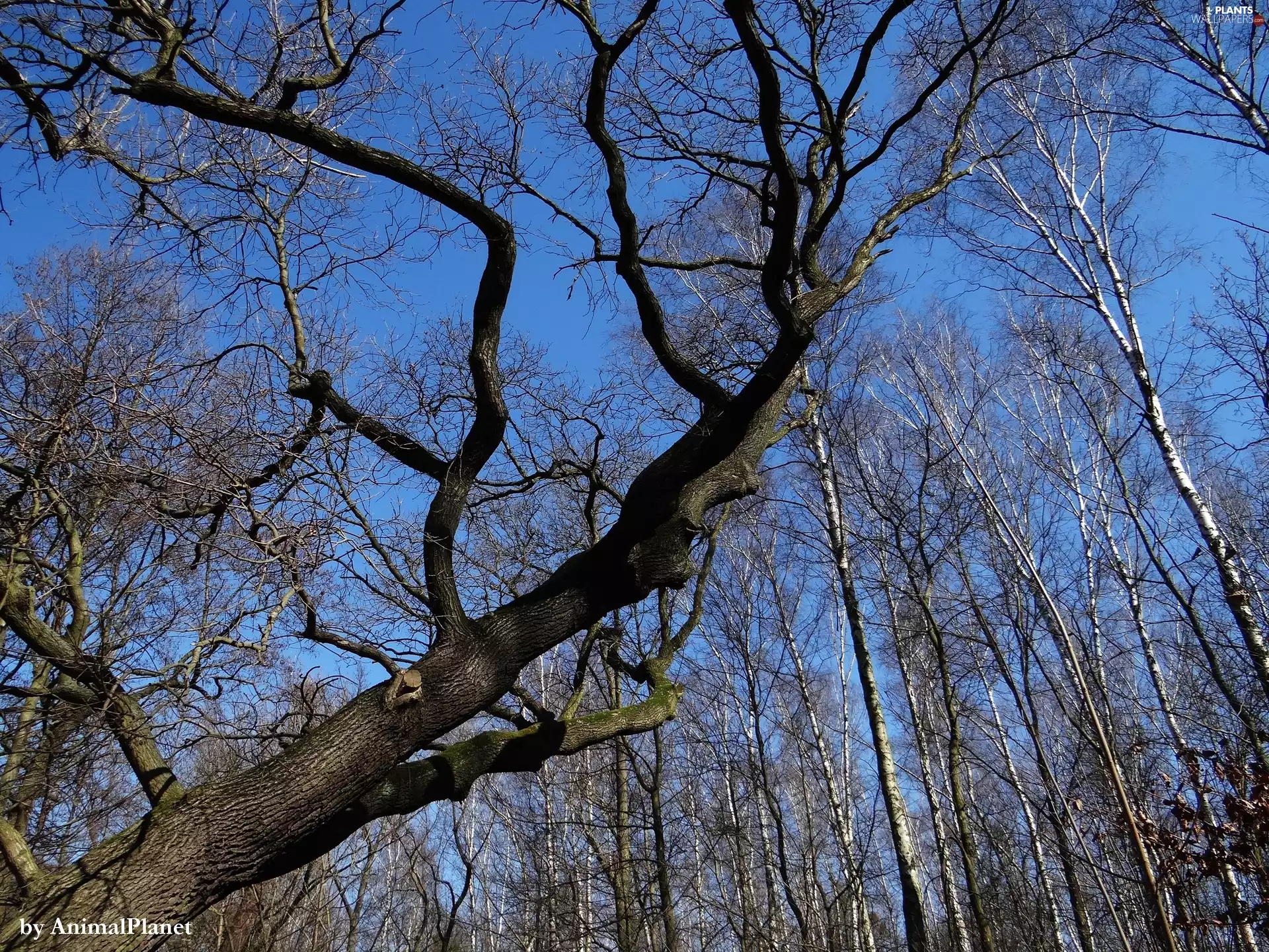 Sky, branch pics, trees
