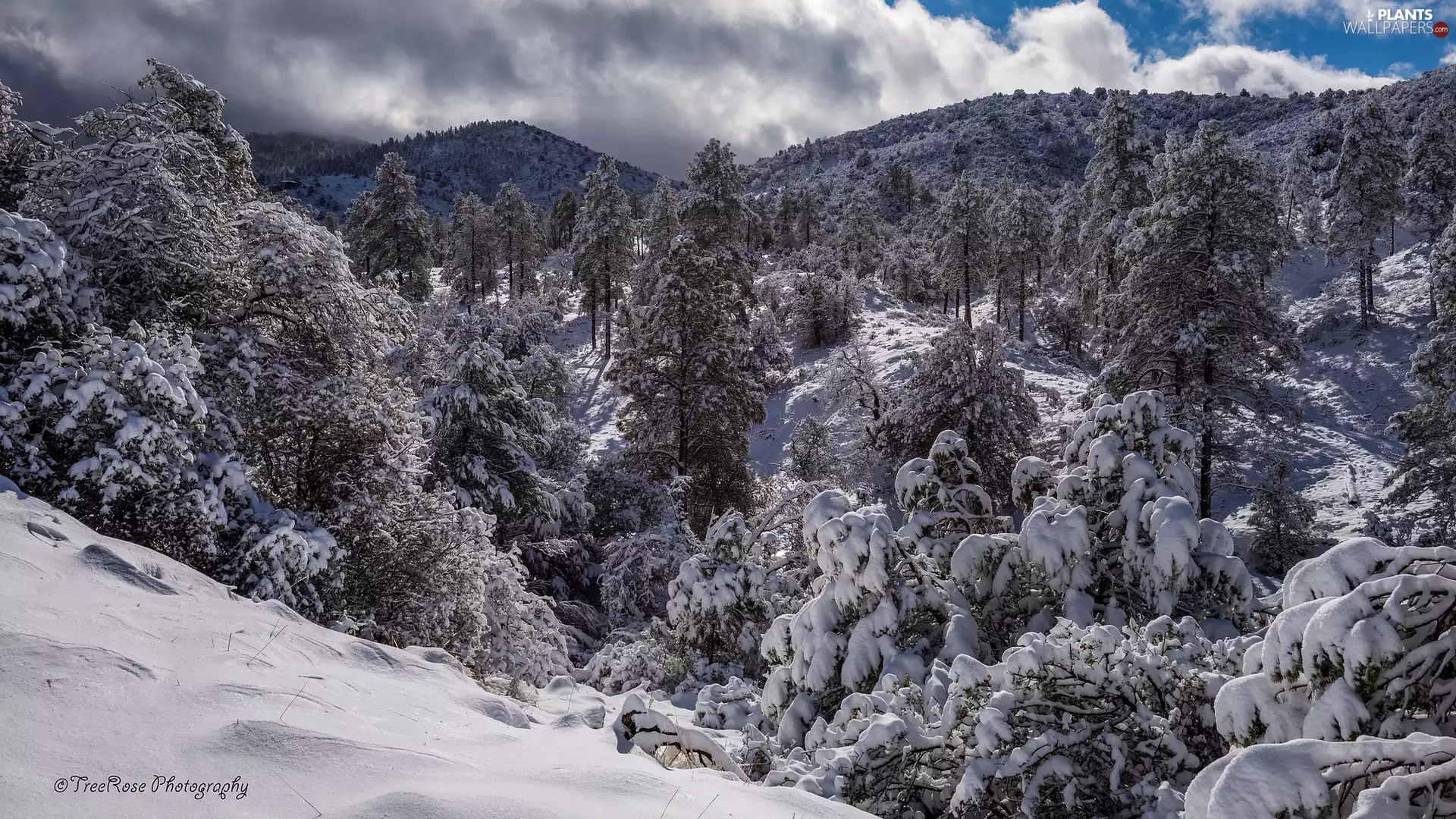 viewes, snow, Sky, trees, winter, Mountains, clouds
