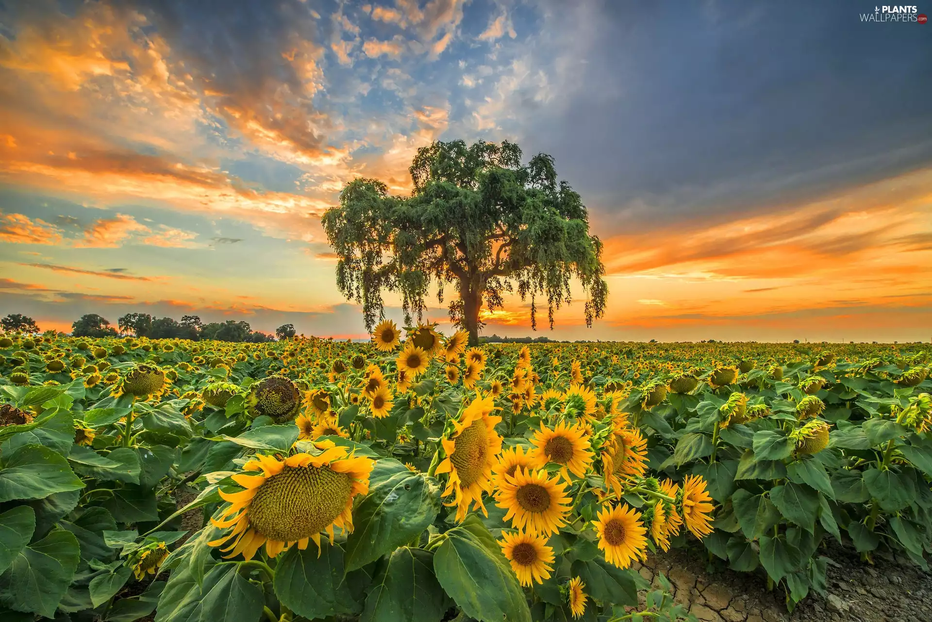 Field, trees, Sky, Nice sunflowers