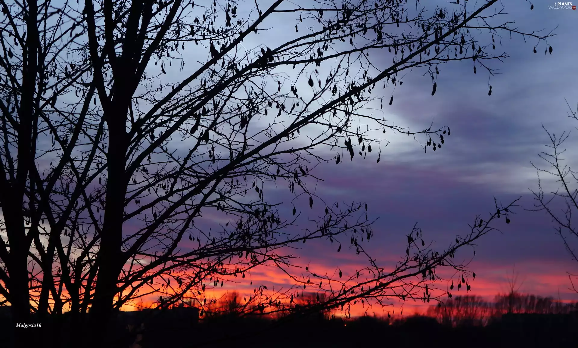 trees, Sunrise, Sky