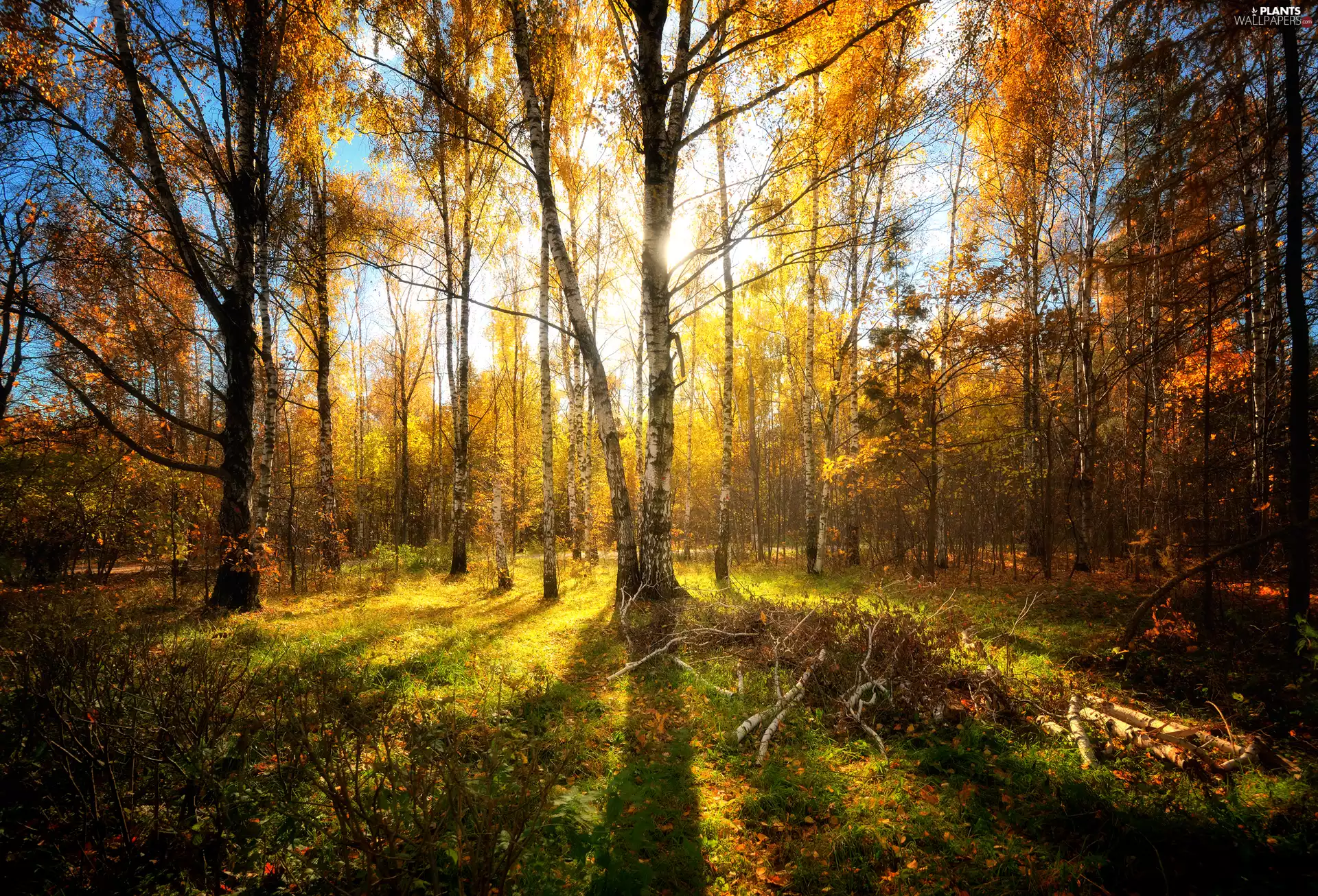 trees, autumn, birch, light breaking through sky, viewes, forest