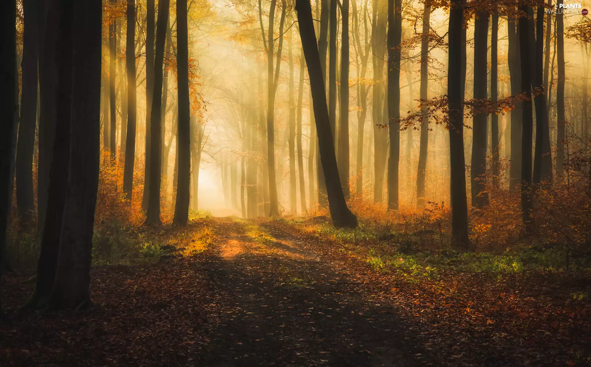 trees, autumn, Fog, light breaking through sky, viewes, forest