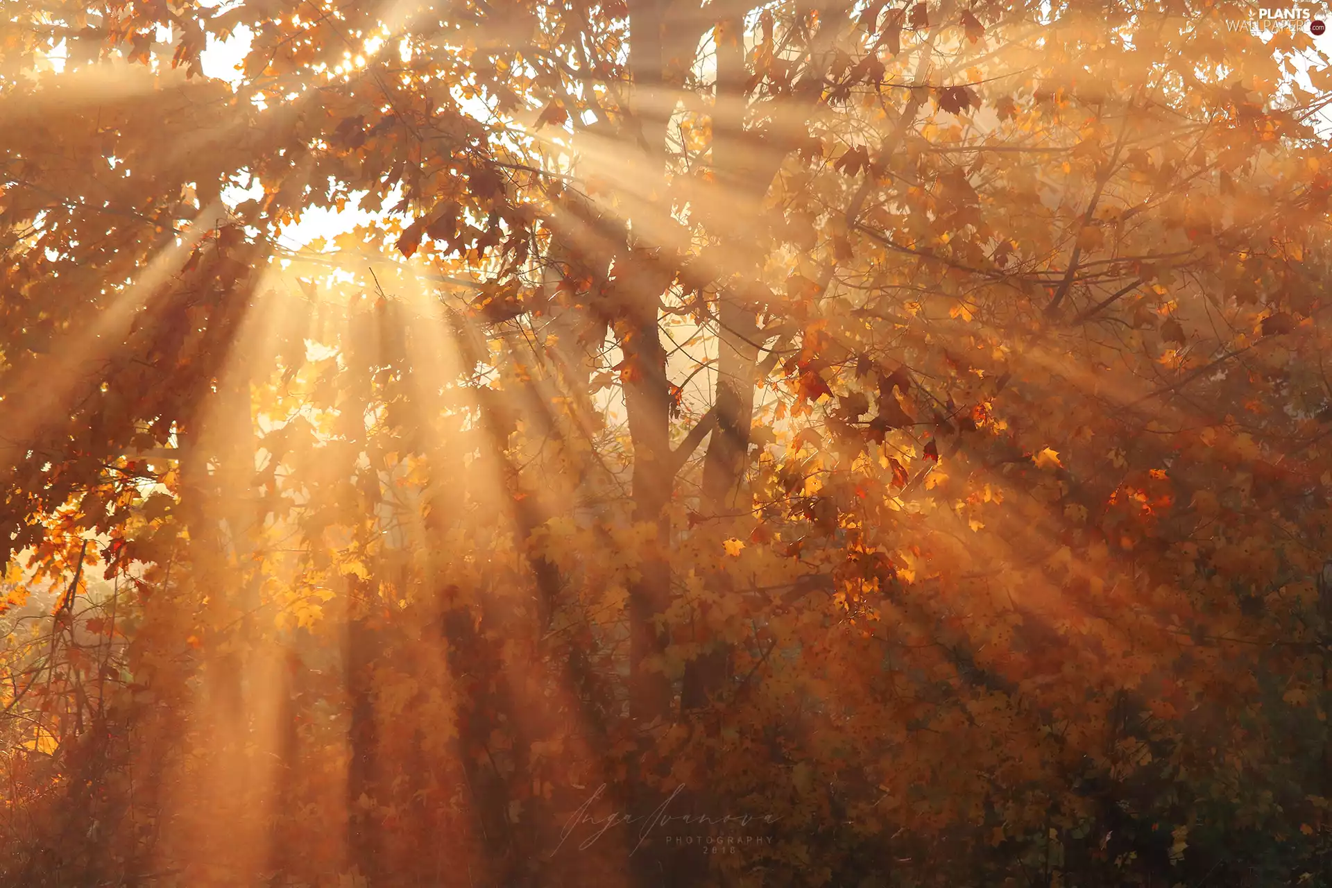 trees, autumn, Leaf, light breaking through sky, viewes, forest