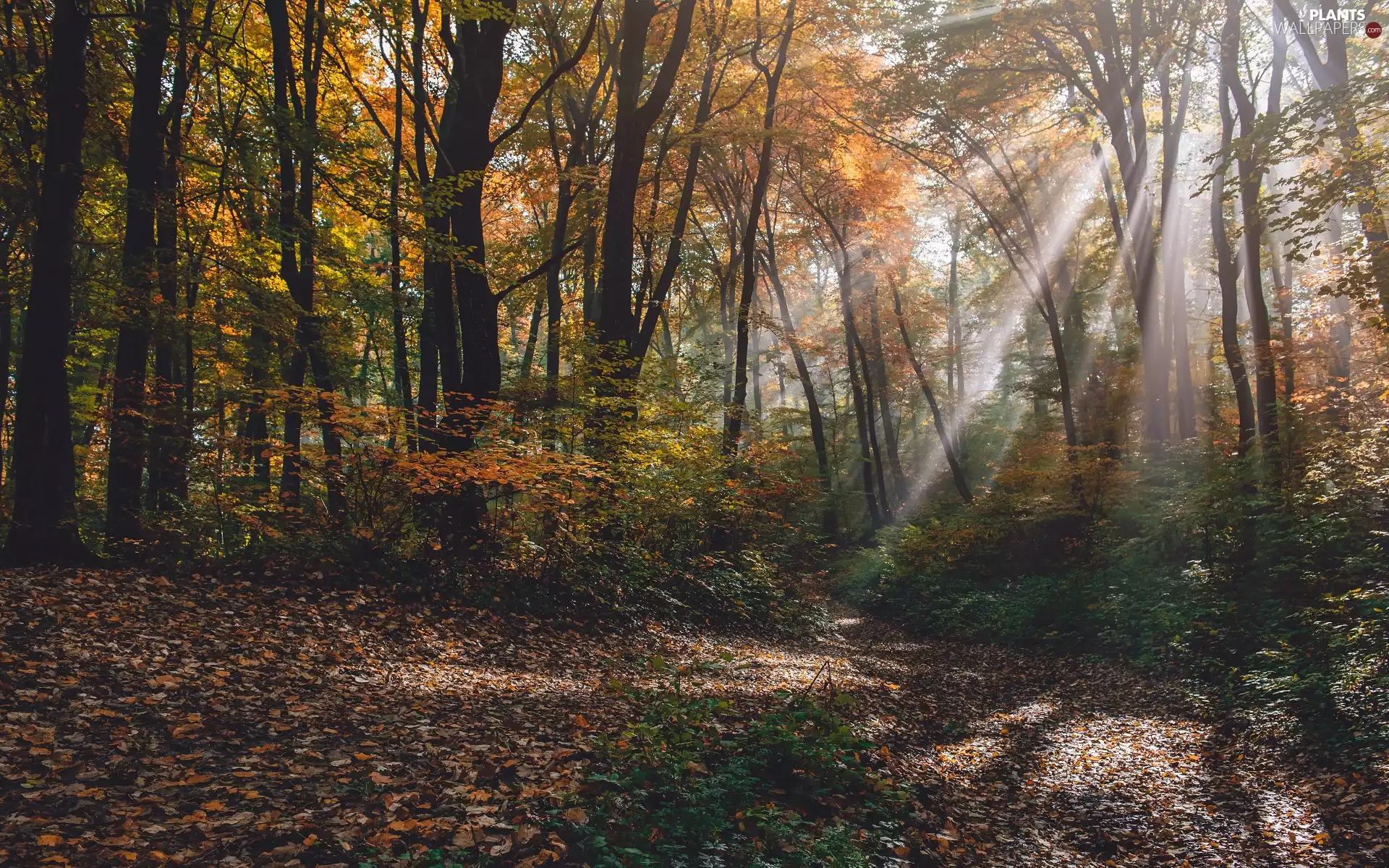 trees, autumn, sunny, light breaking through sky, viewes, forest