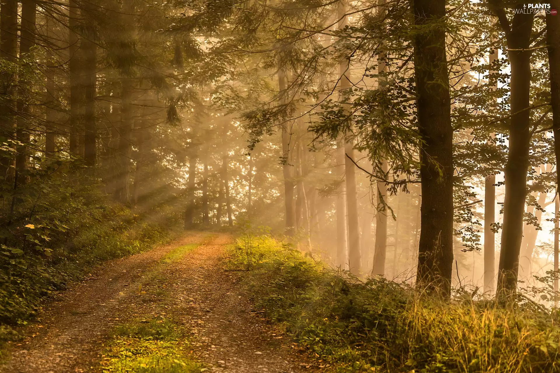 trees, forest, Fog, light breaking through sky, viewes, Way