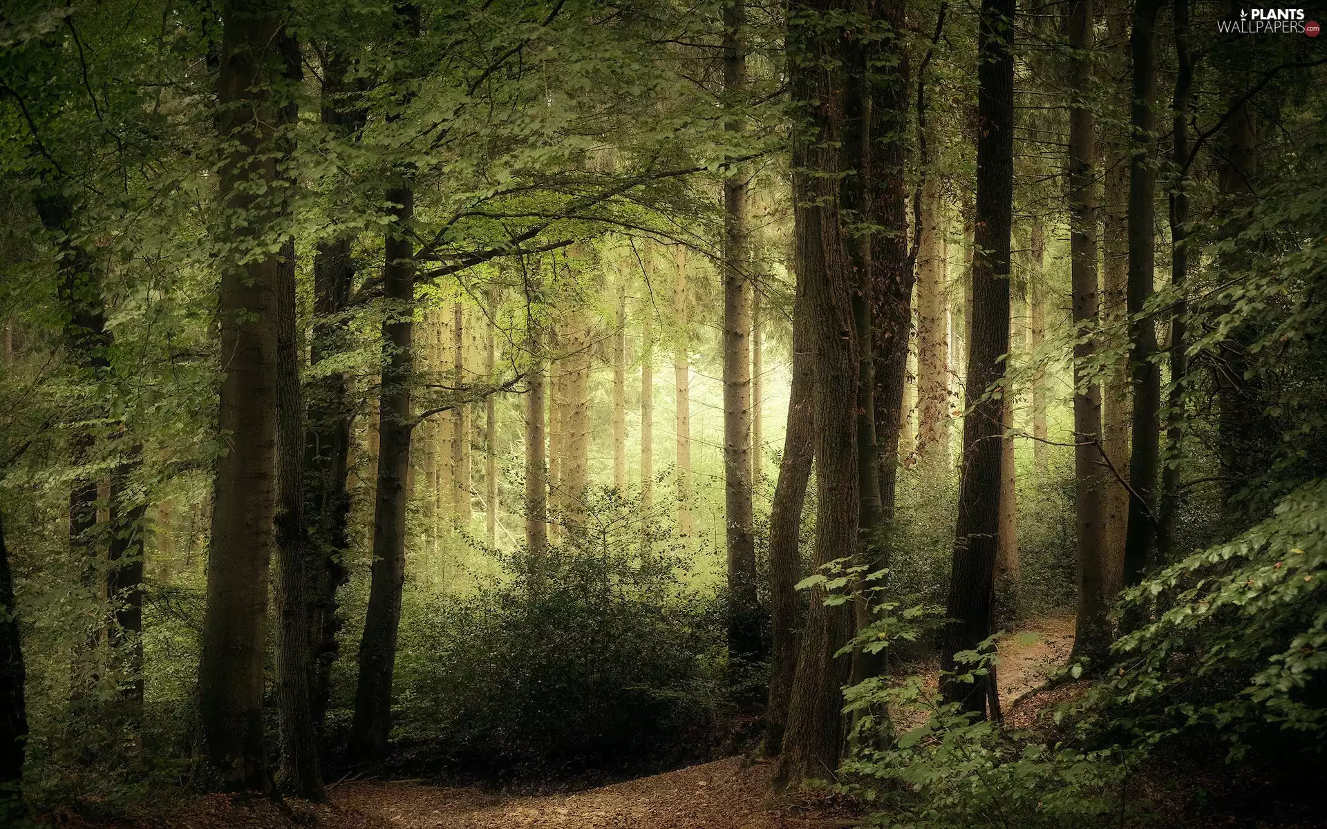 trees, Green, Path, light breaking through sky, viewes, forest