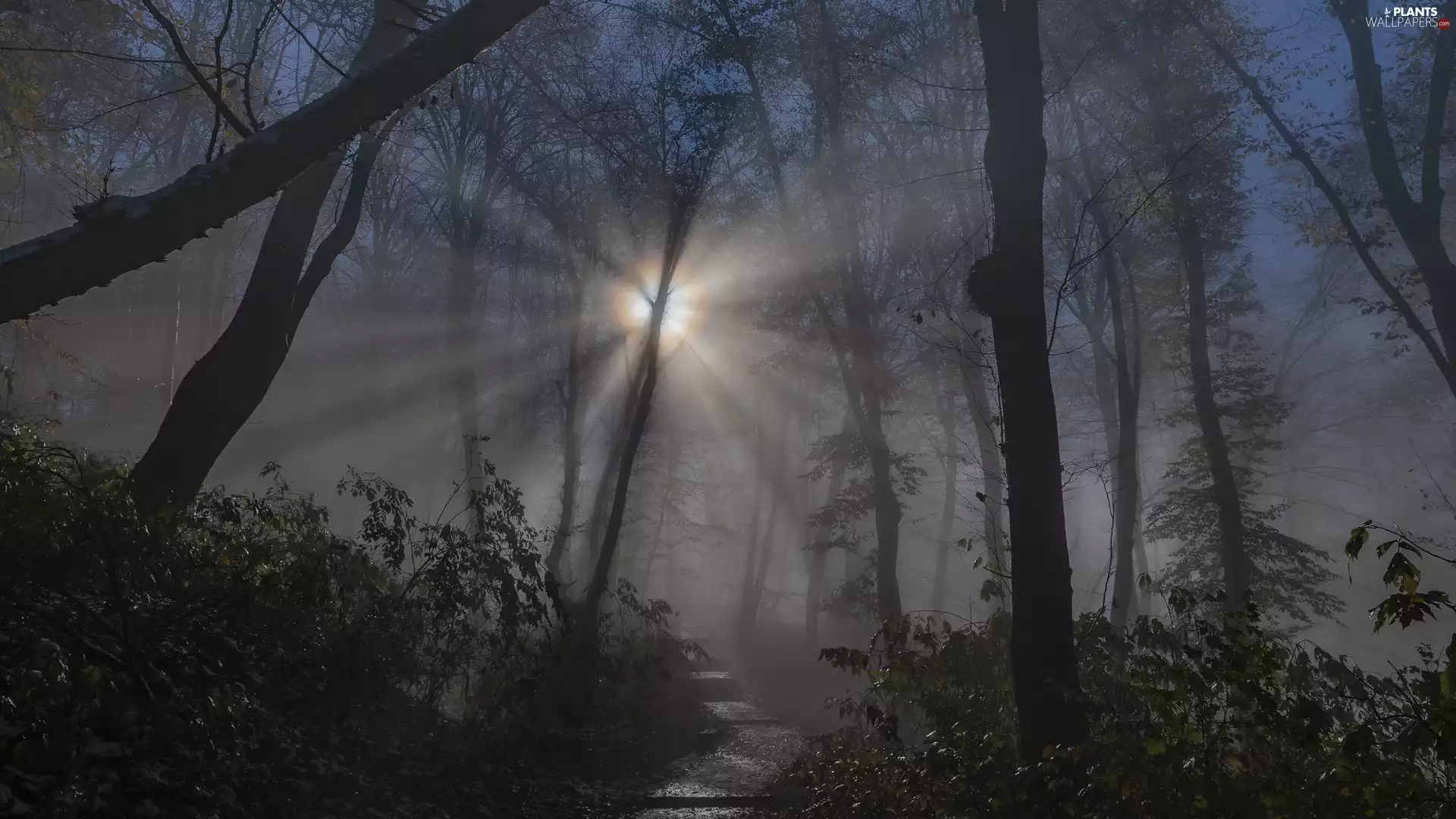 trees, Night, Path, light breaking through sky, viewes, forest