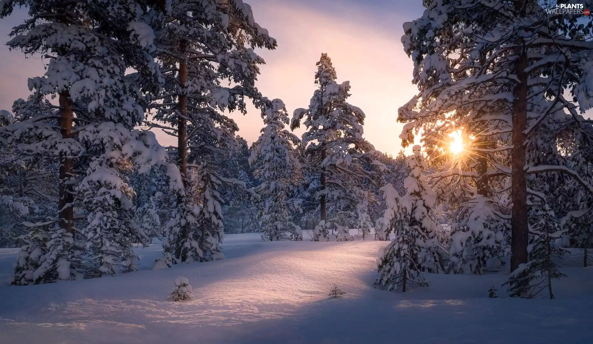 trees, winter, pine, light breaking through sky, viewes, Snowy