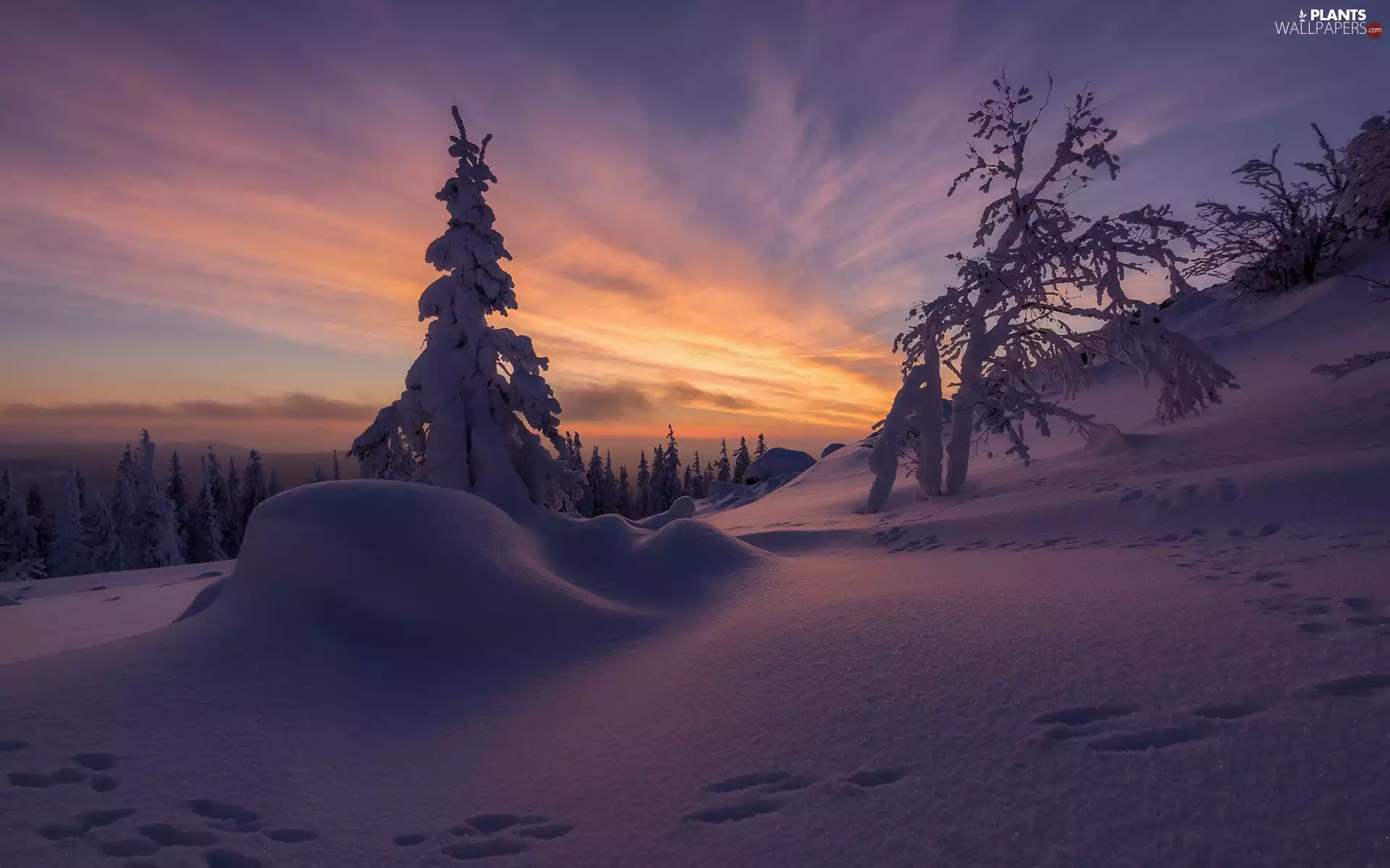 trees, winter, viewes, drifts, Dusk, Great Sunsets, Hill, Sky, snow