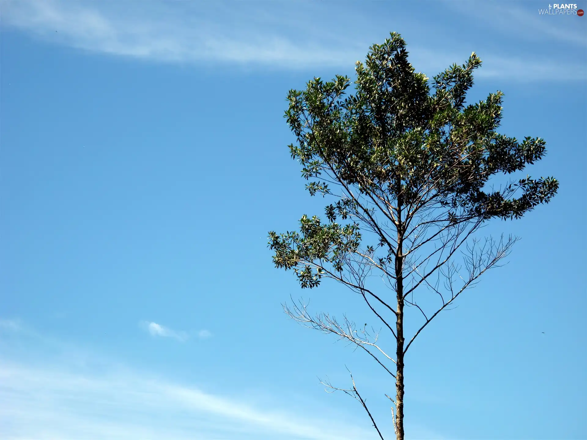 Sky, trees