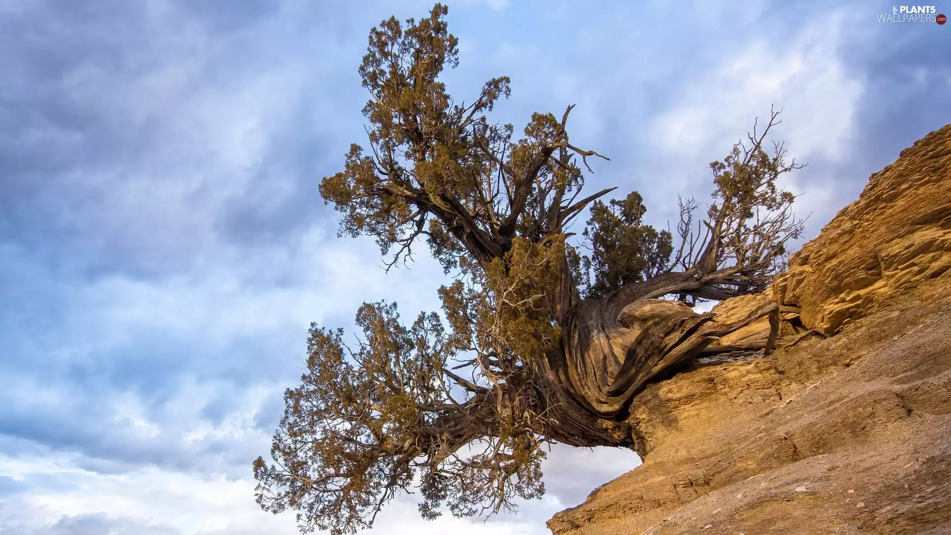 trees, Rocks, Sloping