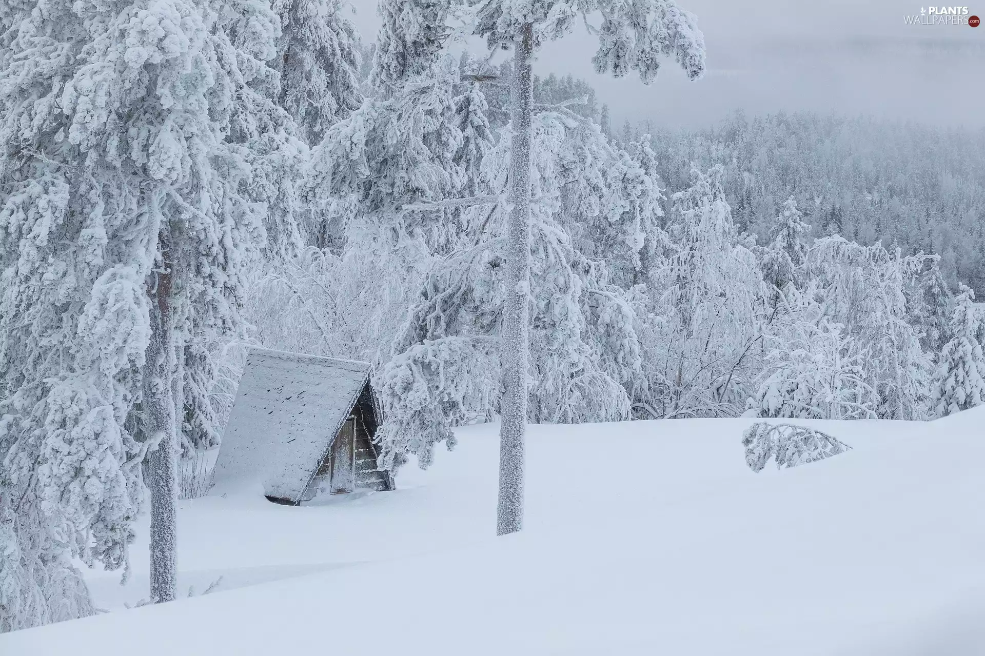 viewes, forest, snow, trees, winter, Home, drifts