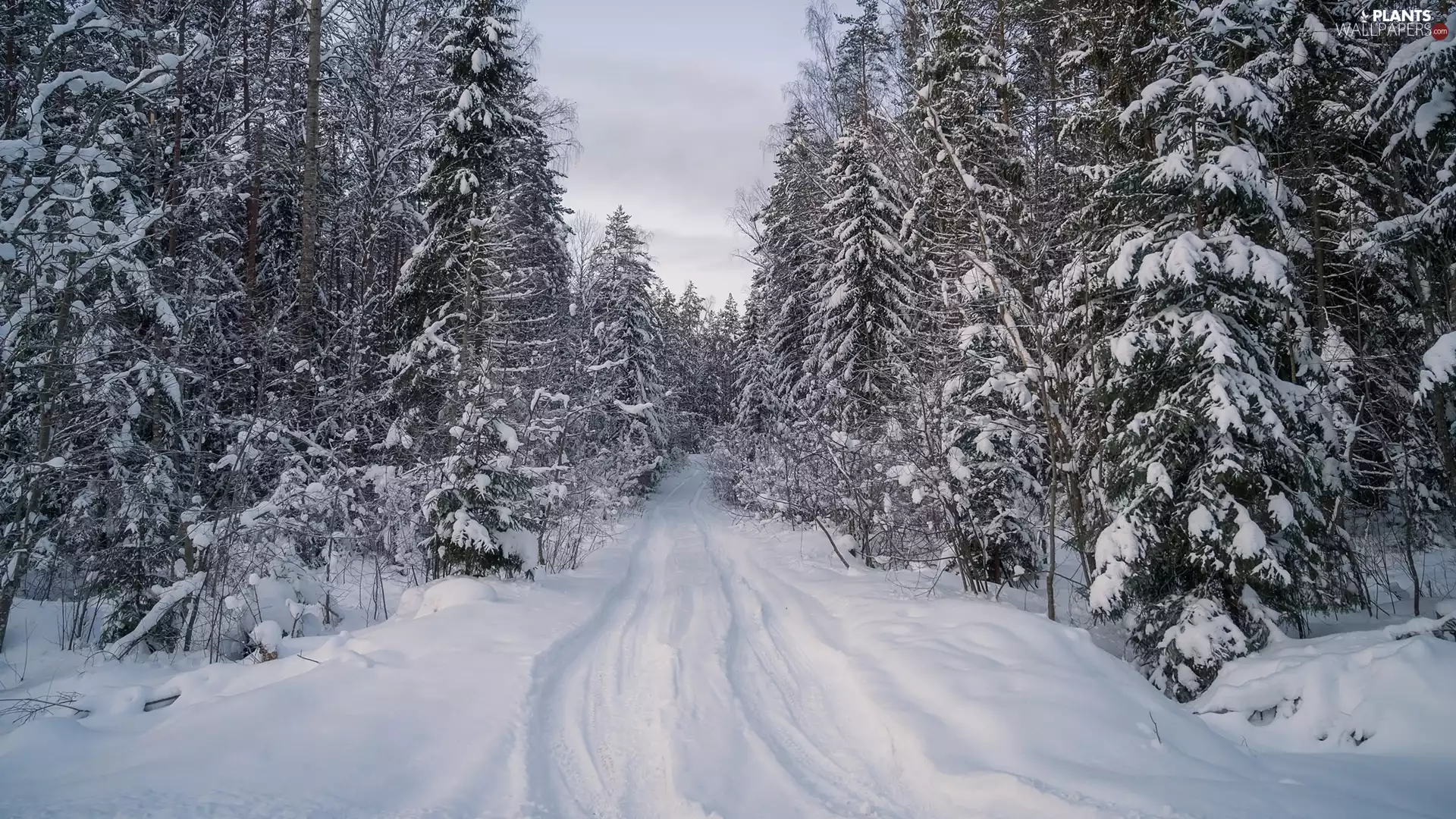 viewes, forest, snow, trees, winter, Way, traces
