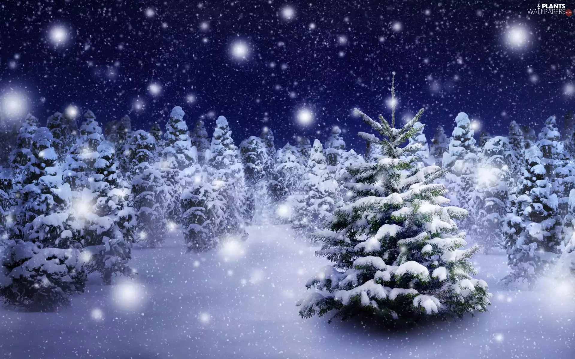 snow, viewes, forest, trees