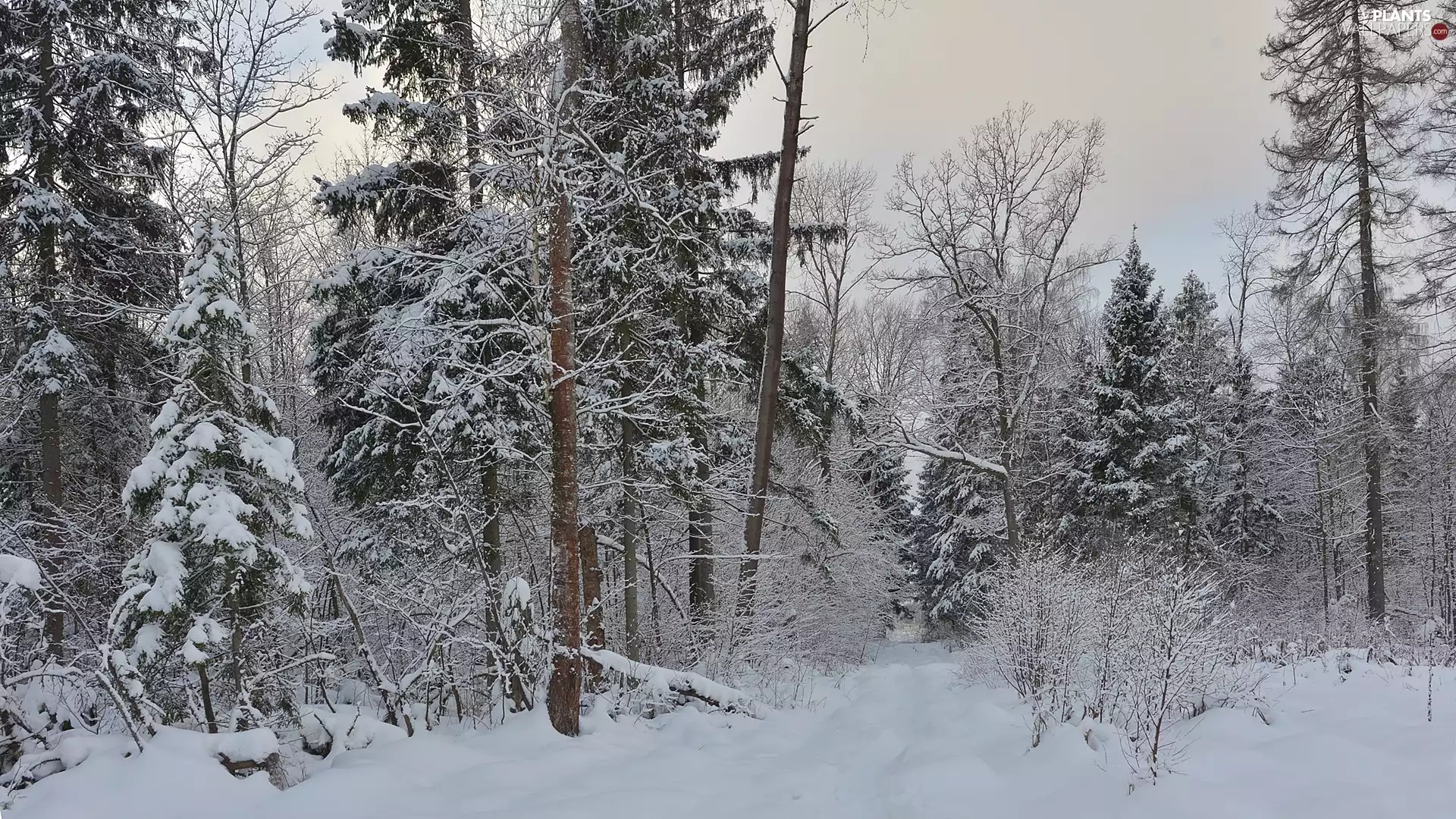 viewes, forest, snow, trees, winter, Bush, Way