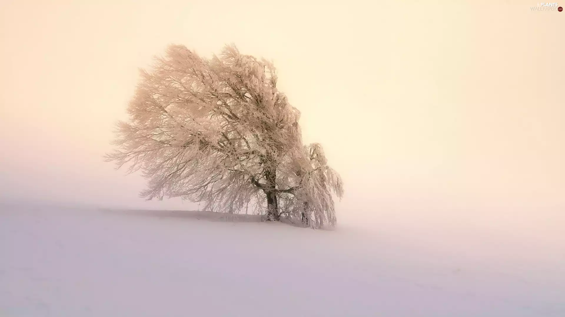 snow, Fog, Hill, trees