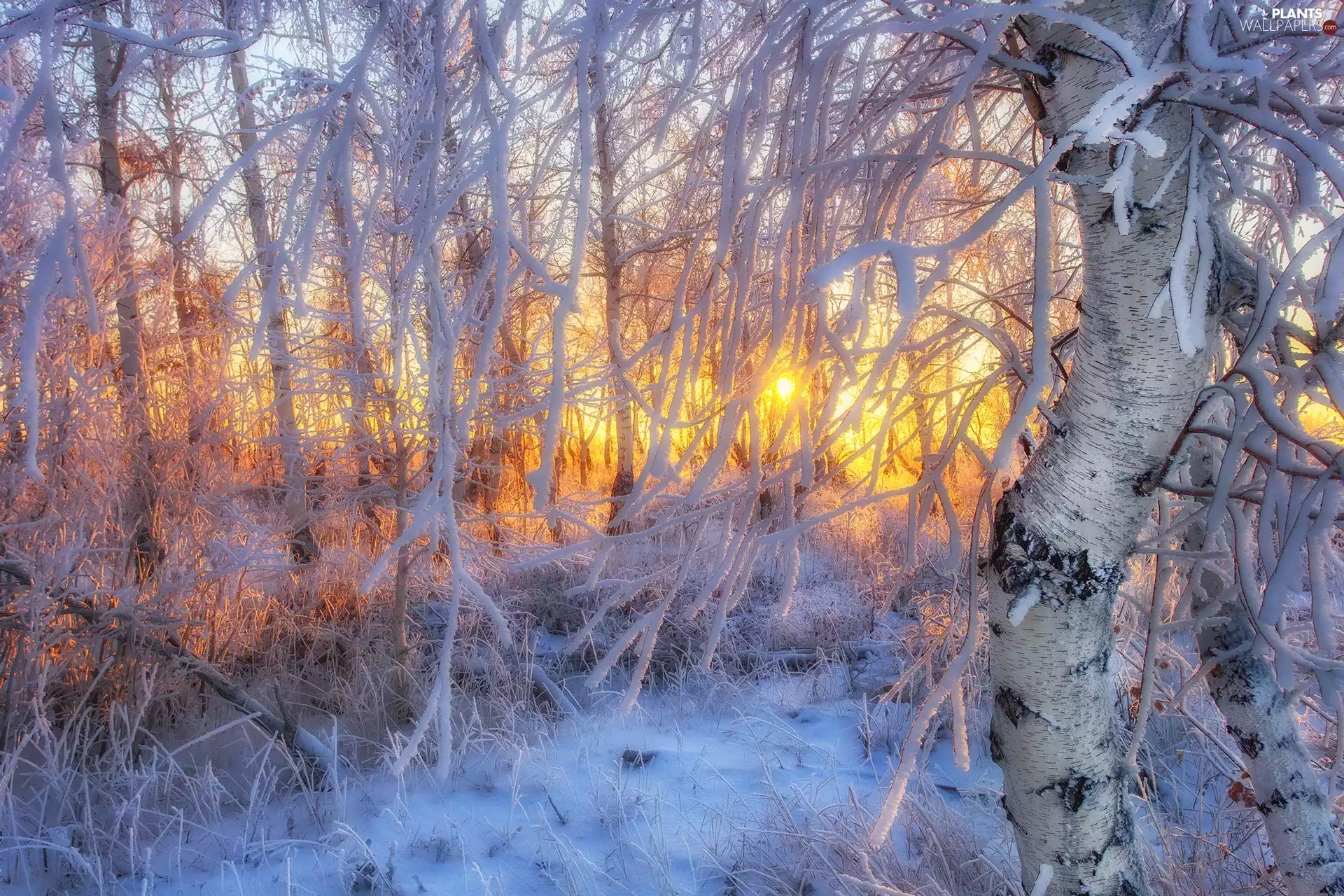 trees, viewes, sun, forest, branch pics, snow, winter, Snowy