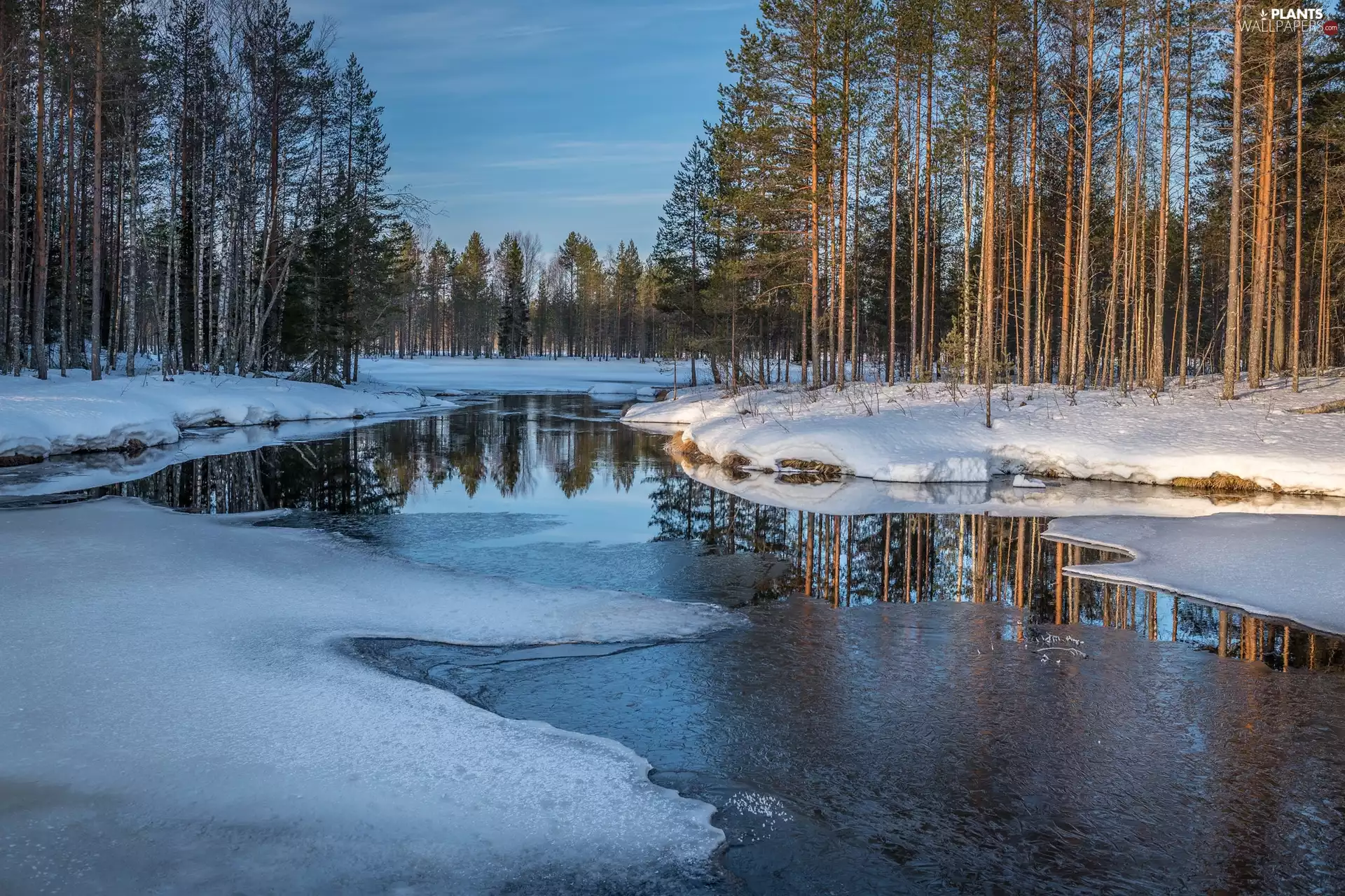 viewes, River, snow, trees, winter, forest, Icecream