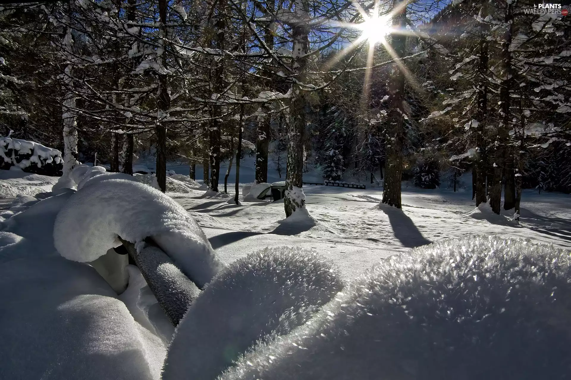 trees, winter, rays of the Sun, snow, viewes, forest