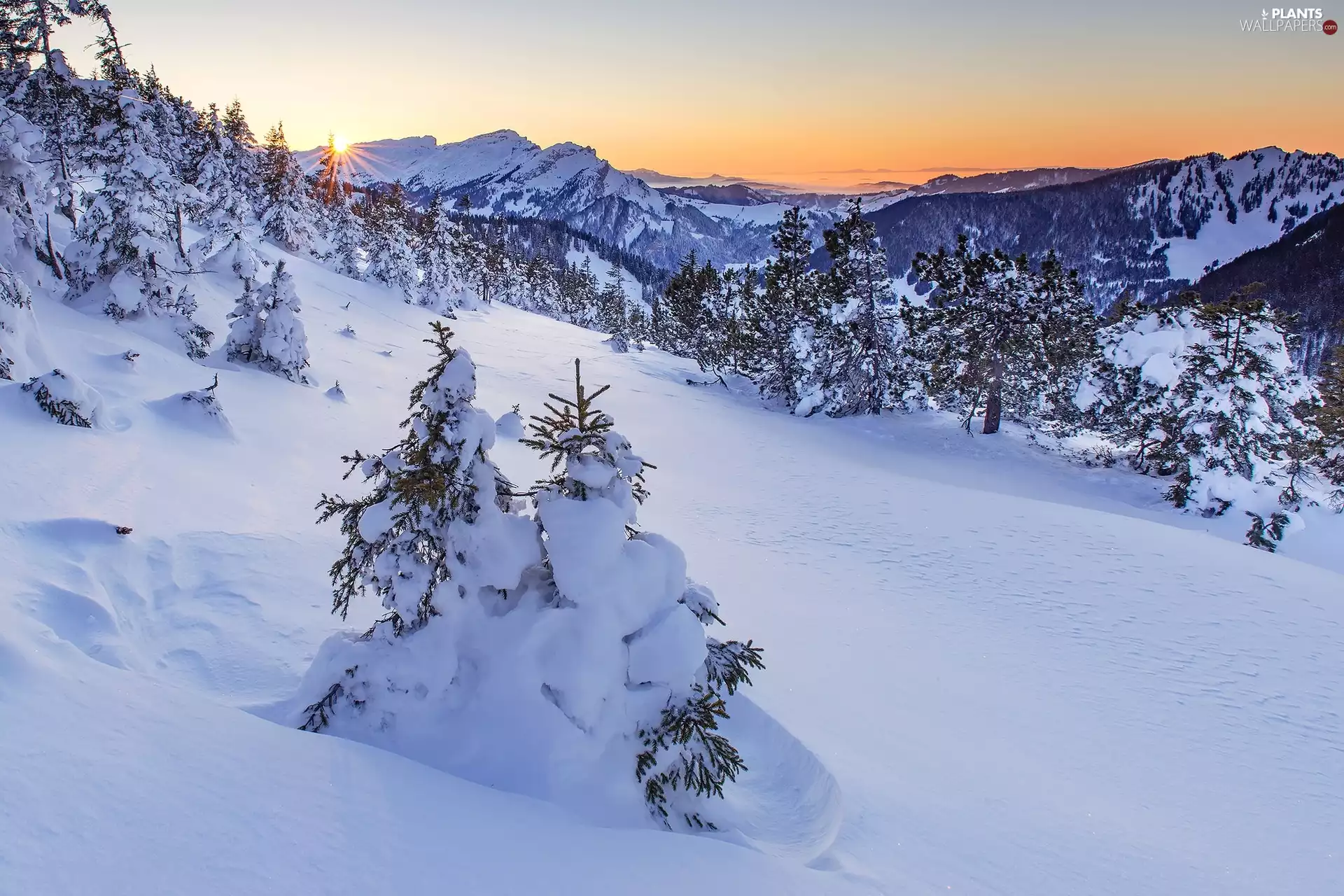 trees, winter, rays of the Sun, snow, viewes, Mountains
