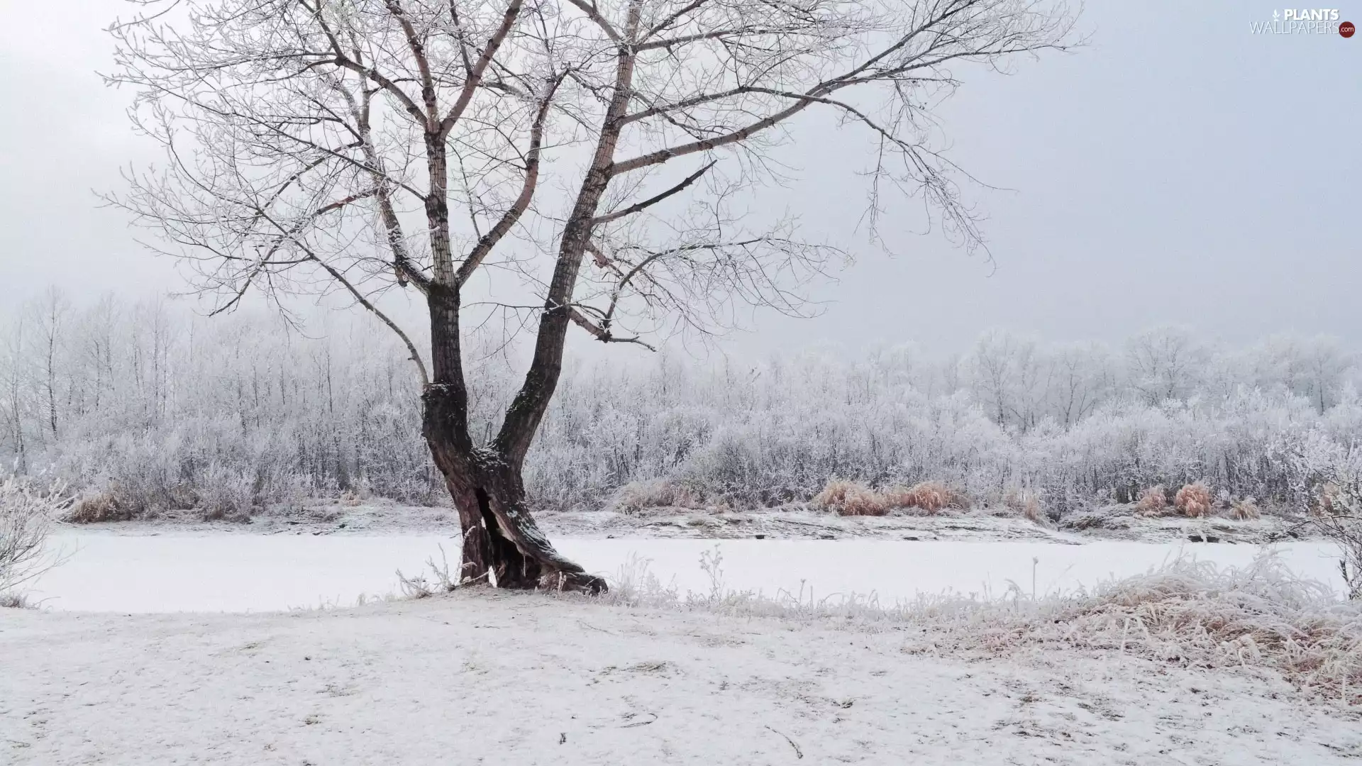 trees, winter, snow