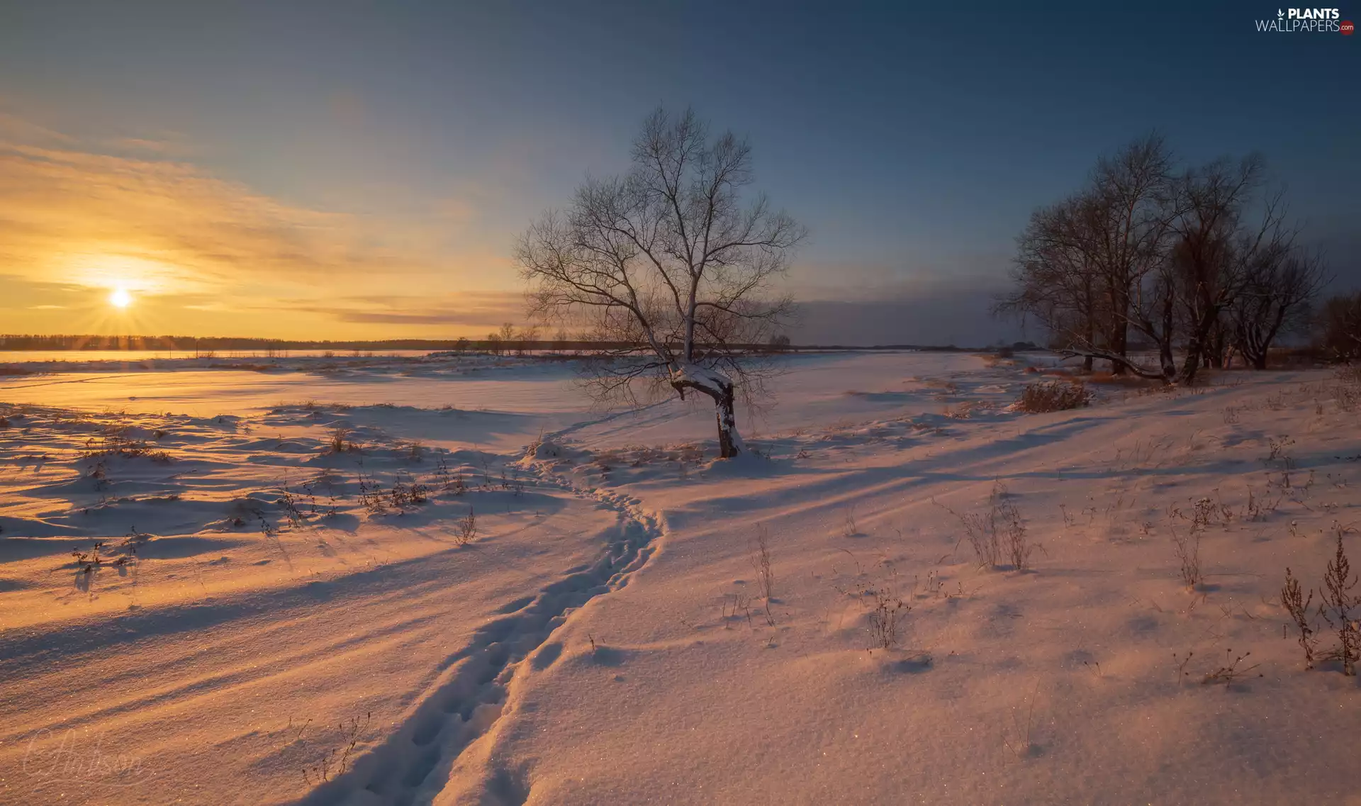 Great Sunsets, winter, trees, viewes, snow