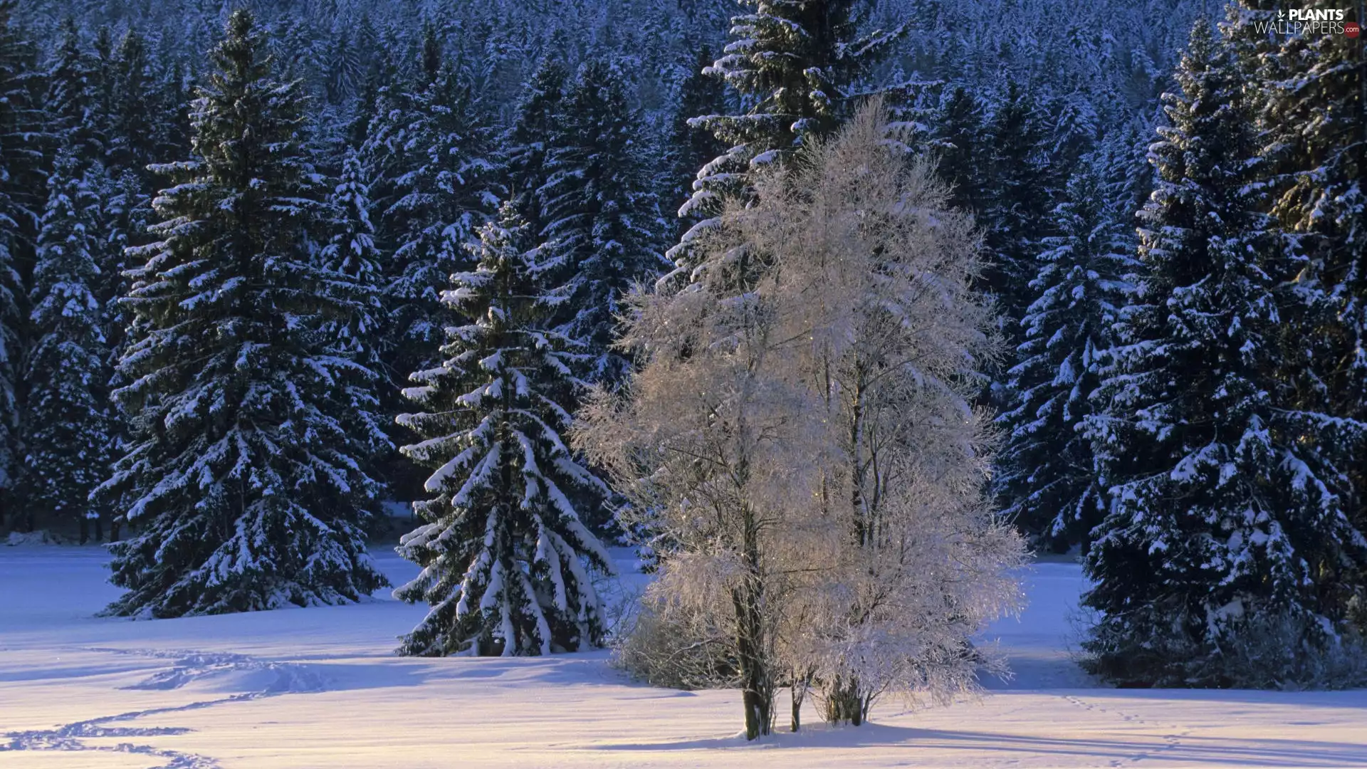 trees, winter, snow