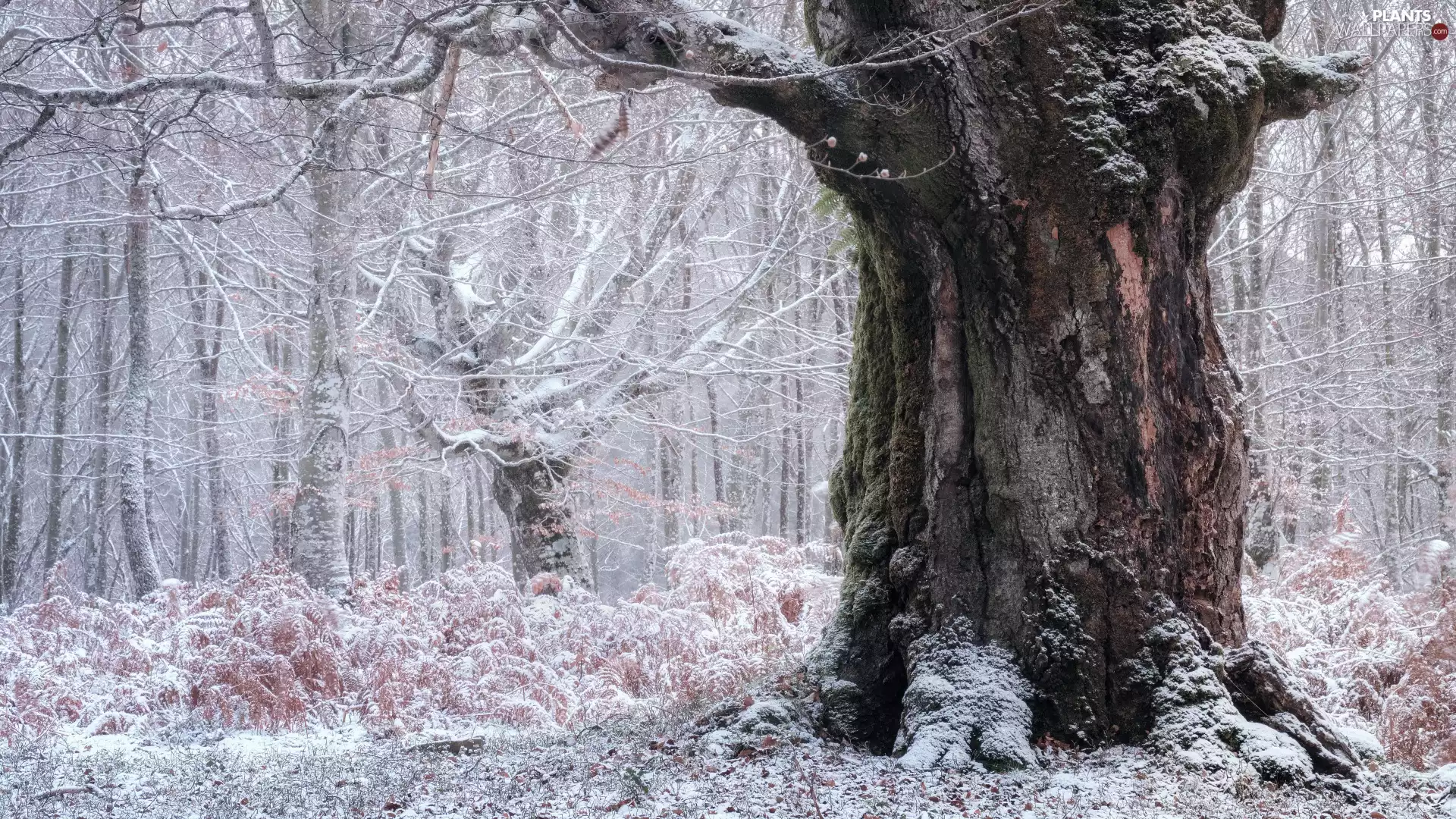 fat, forest, snowy, trees, winter, trunk, fern