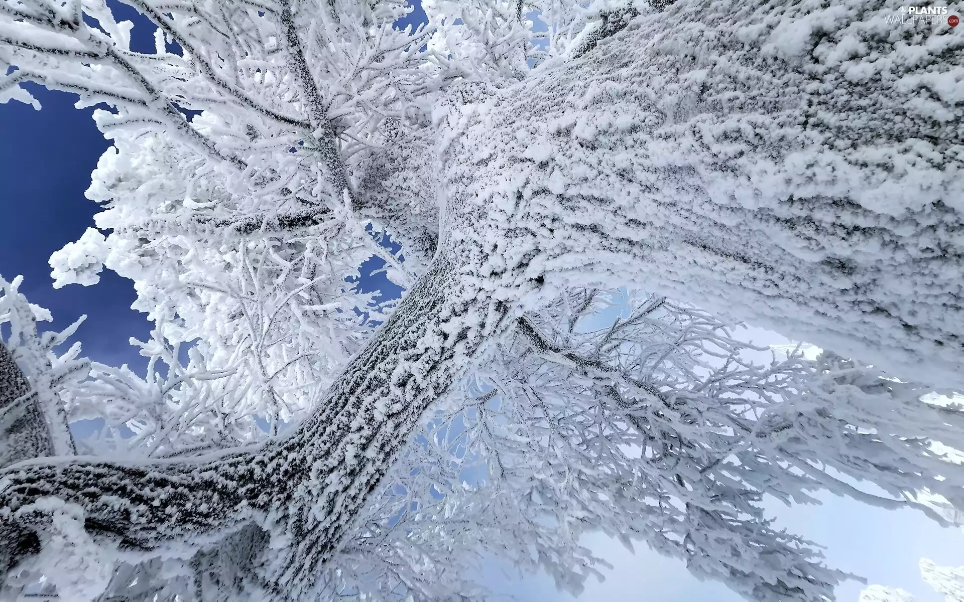 branch pics, snow, trees, trunk, Snowy