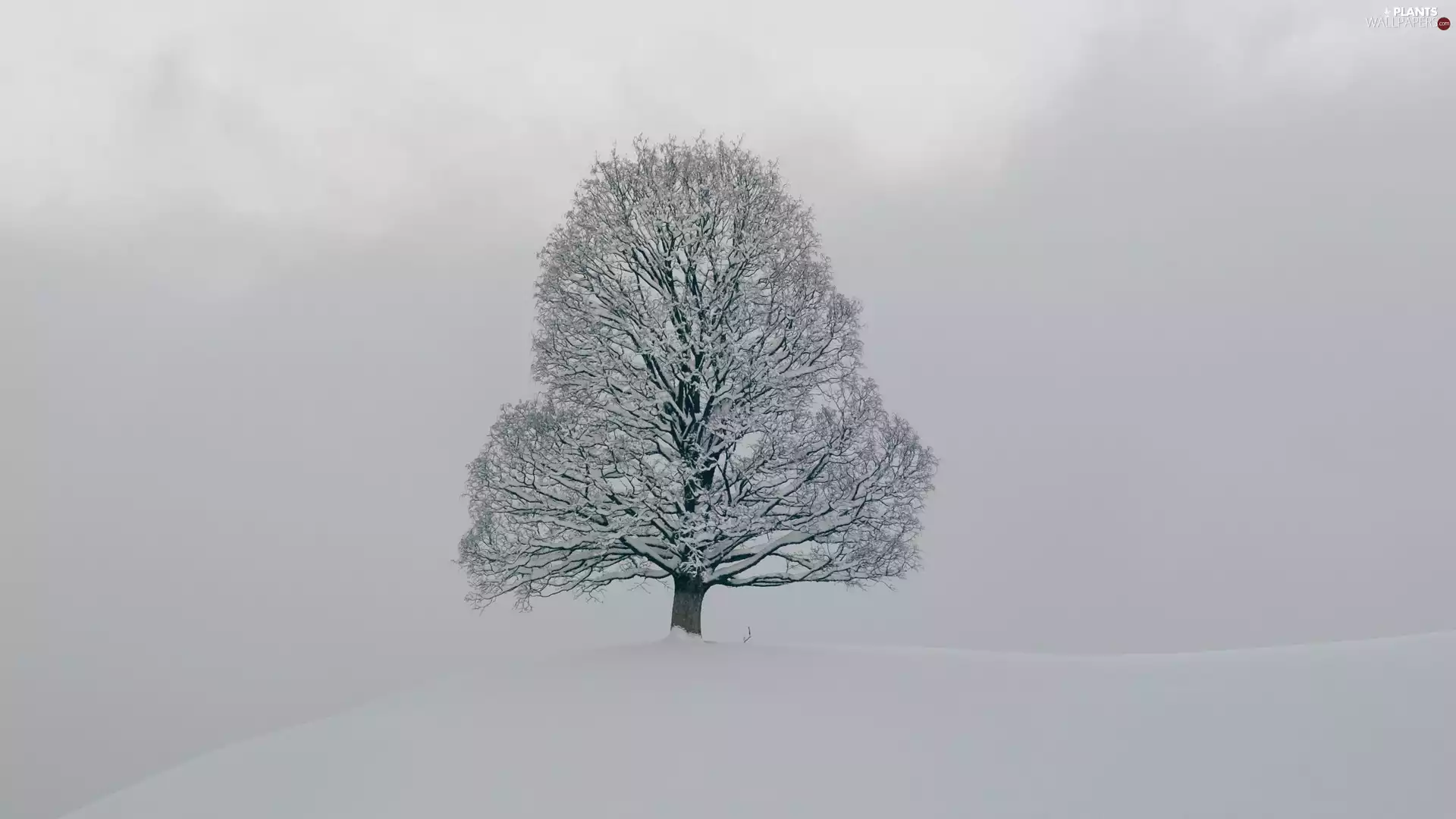 Snowy, winter, snow, trees