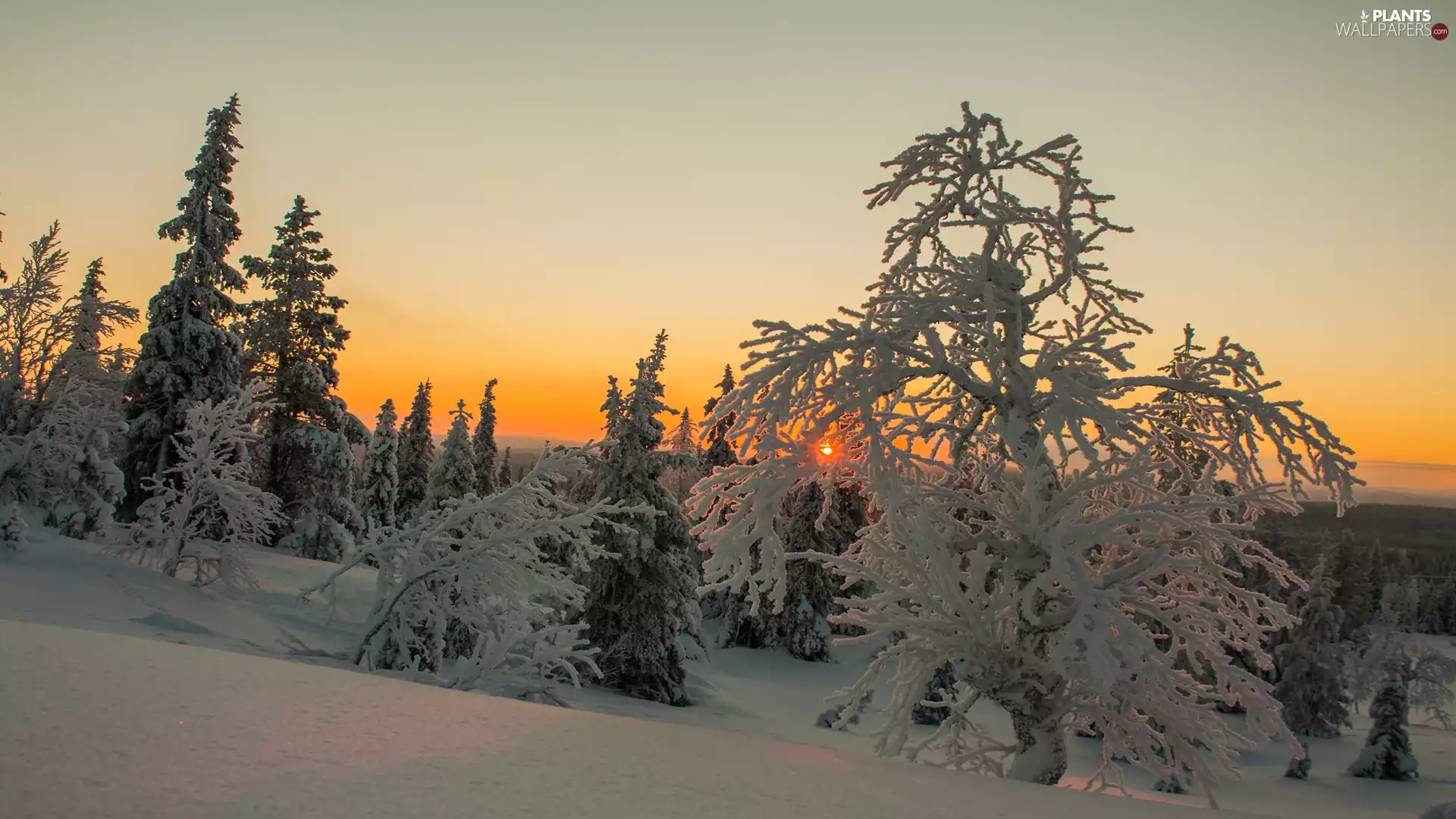 Great Sunsets, winter, trees, viewes, Snowy
