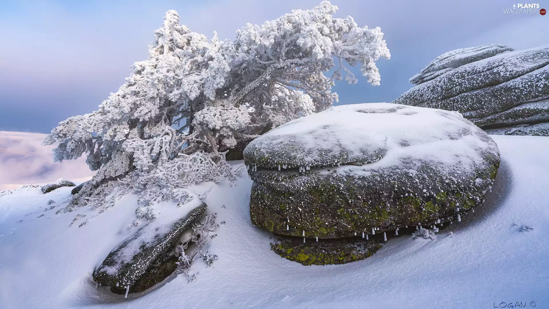 boulders, trees, Snowy, rocks, winter