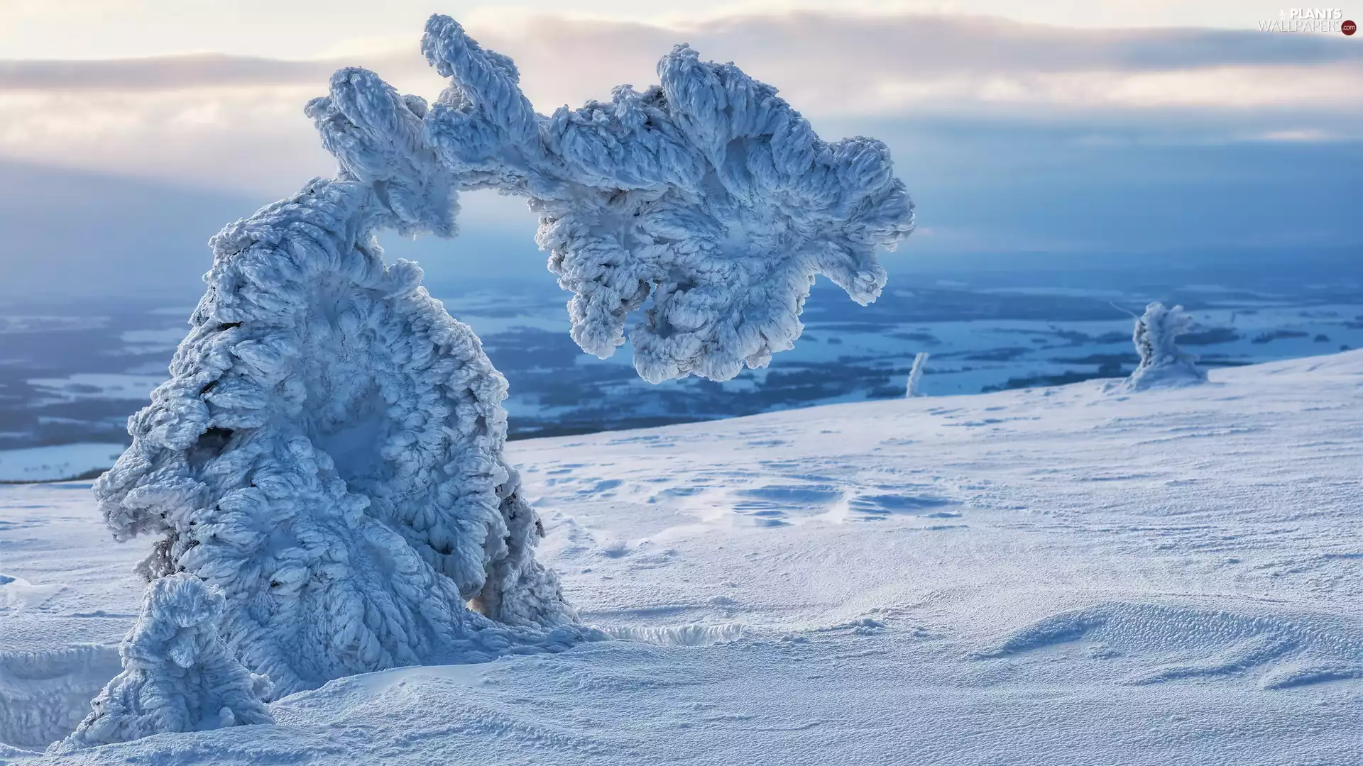 trees, winter, snowy